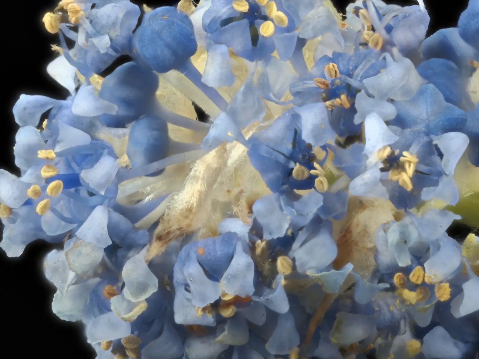 Blue Blossom (Ceanothus Thyrsiflorus) — It typically grows 6 to 9 feet high and spreads 6 to 9 feet wide; blue Blossom erupts into a profusion of vibrant
