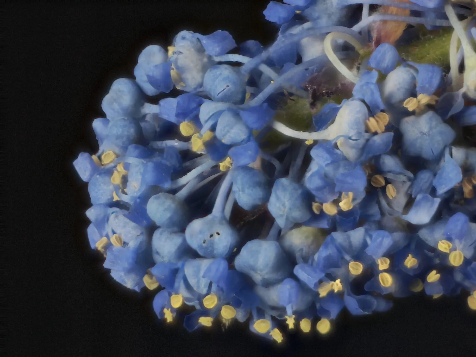 Blue Blossom (Ceanothus Thyrsiflorus) — it is an ideal choice for gardeners seeking a low-water landscape with a high visual impact; shrub for full, image 49