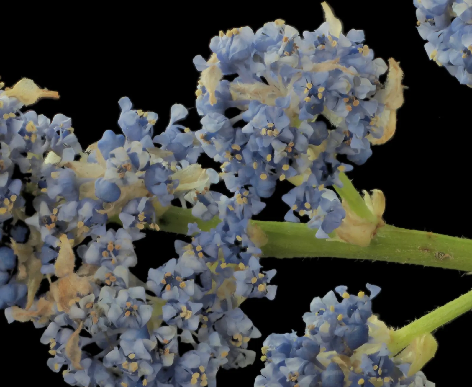 Blue Blossom (Ceanothus Thyrsiflorus) — Ceanothus thyrsiflorus, or Blue Blossum, is an evergreen shrub with vibrant blue flowers that bloom in spring; its