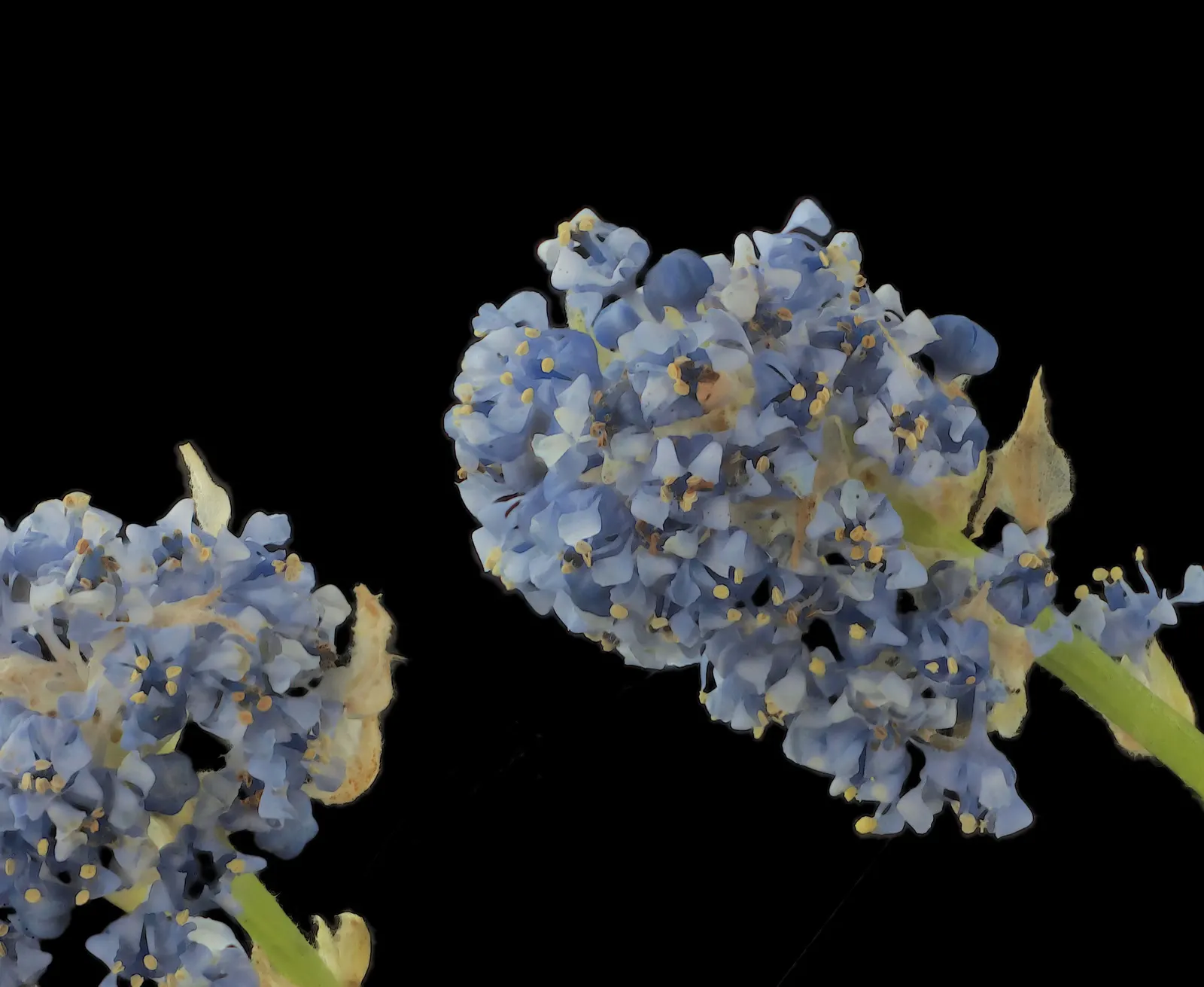 Blue Blossom (Ceanothus Thyrsiflorus) — is a captivating evergreen shrub known for its vigor and stunning display of blue flowers; commonly referred to as the