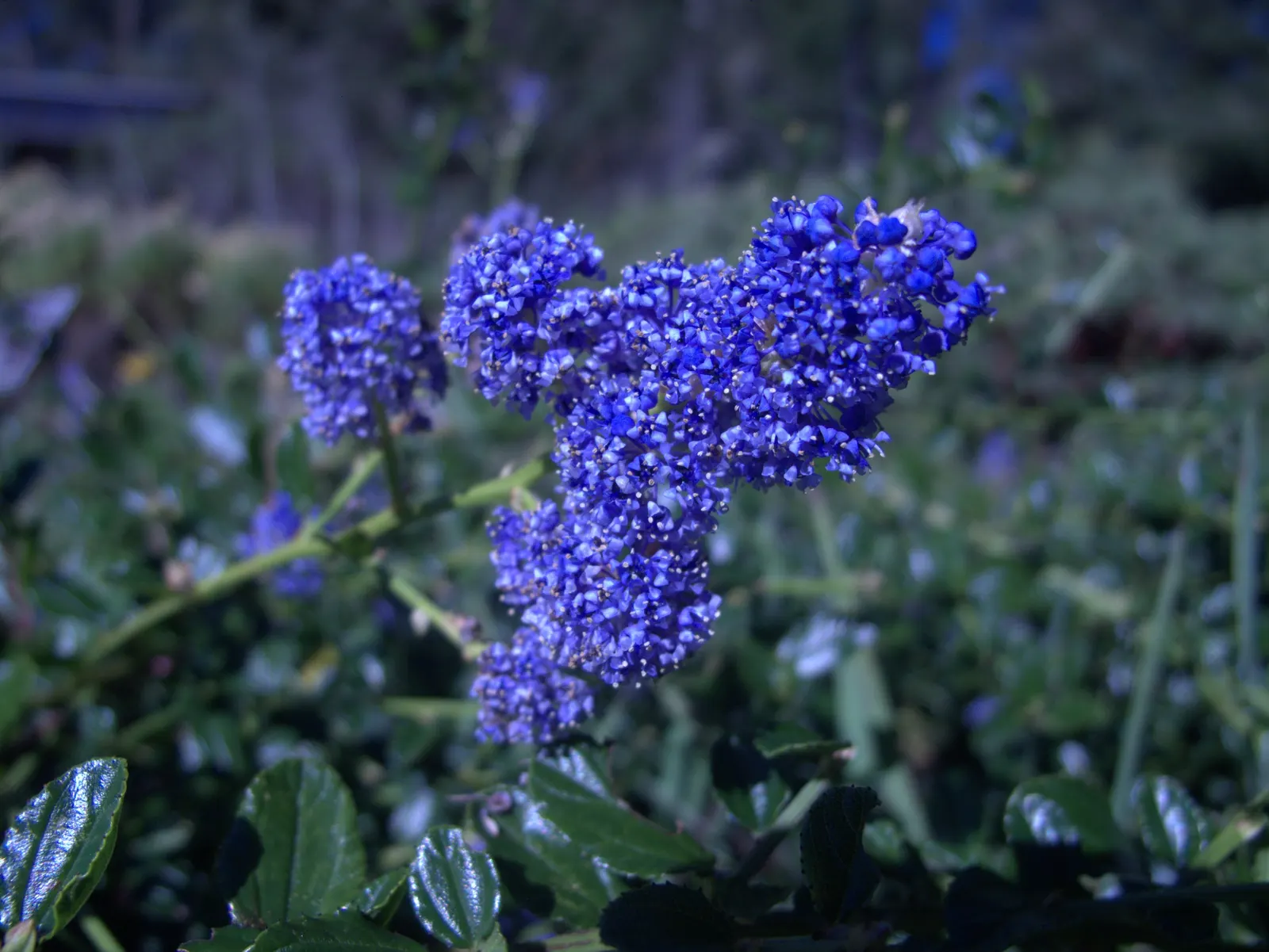 Blue Blossom (Ceanothus Thyrsiflorus) — although it can tolerate partial shade; it typically grows 6 to 9 feet high and spreads 6 to 9 feet wide, image 55