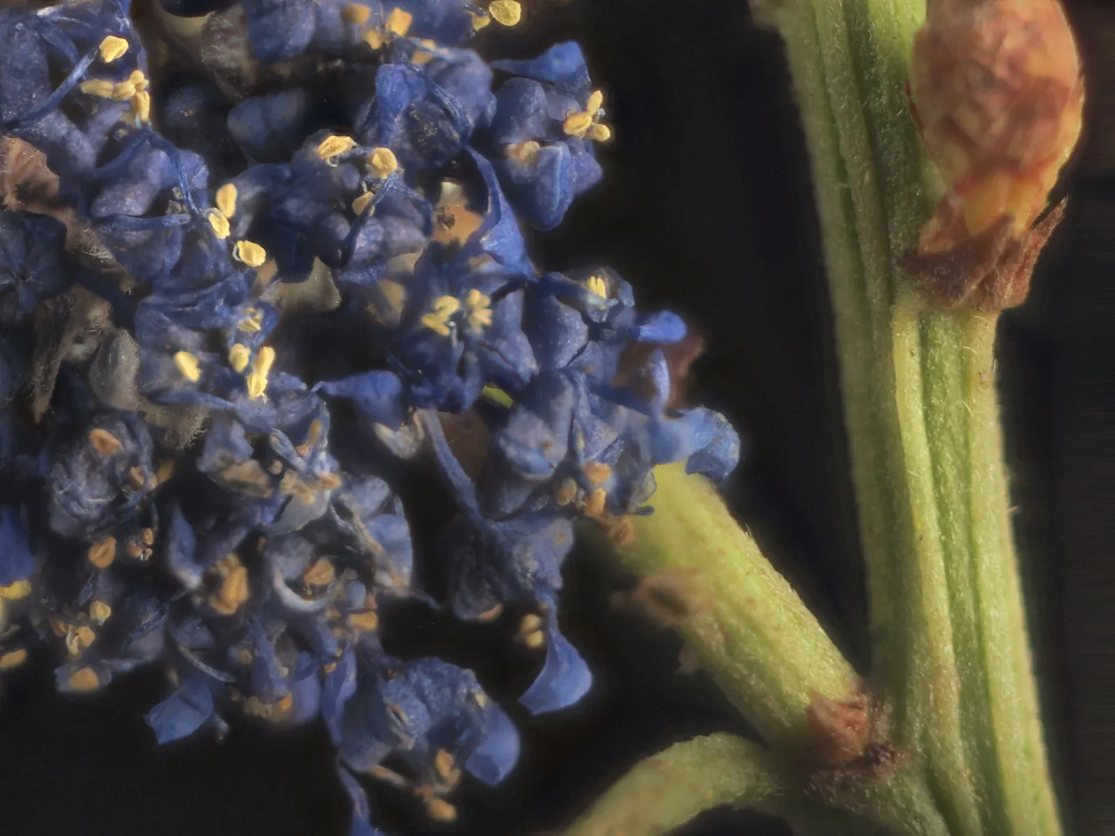 Blue Blossom (Ceanothus Thyrsiflorus) — although it can tolerate partial shade
