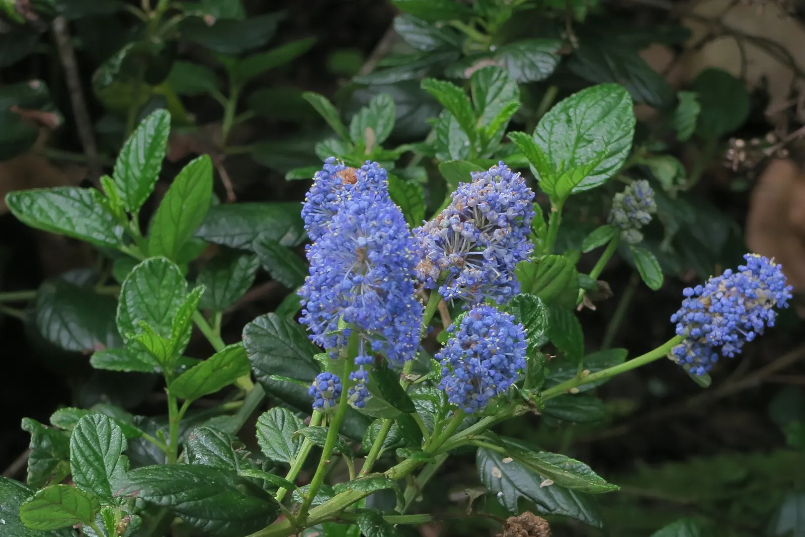 Blue Blossom (Ceanothus Thyrsiflorus) — Once established, Blue Blossom requires minimal watering, embodying the principles of water-wise landscaping; it is an
