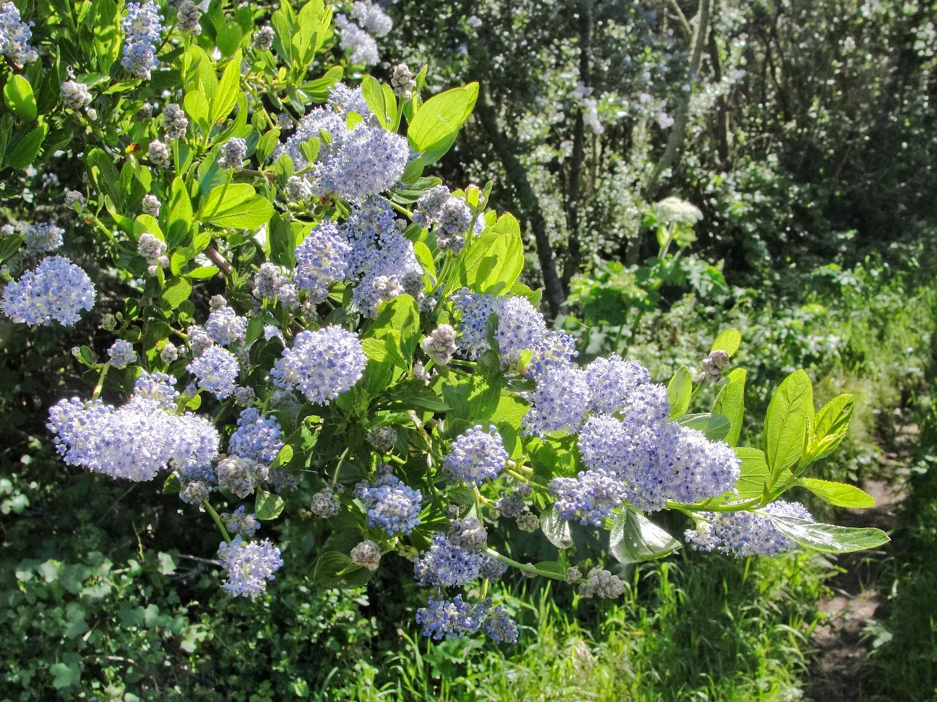 Blue Blossom (Ceanothus Thyrsiflorus) — it is an ideal choice for gardeners seeking a low-water landscape with a high visual impact