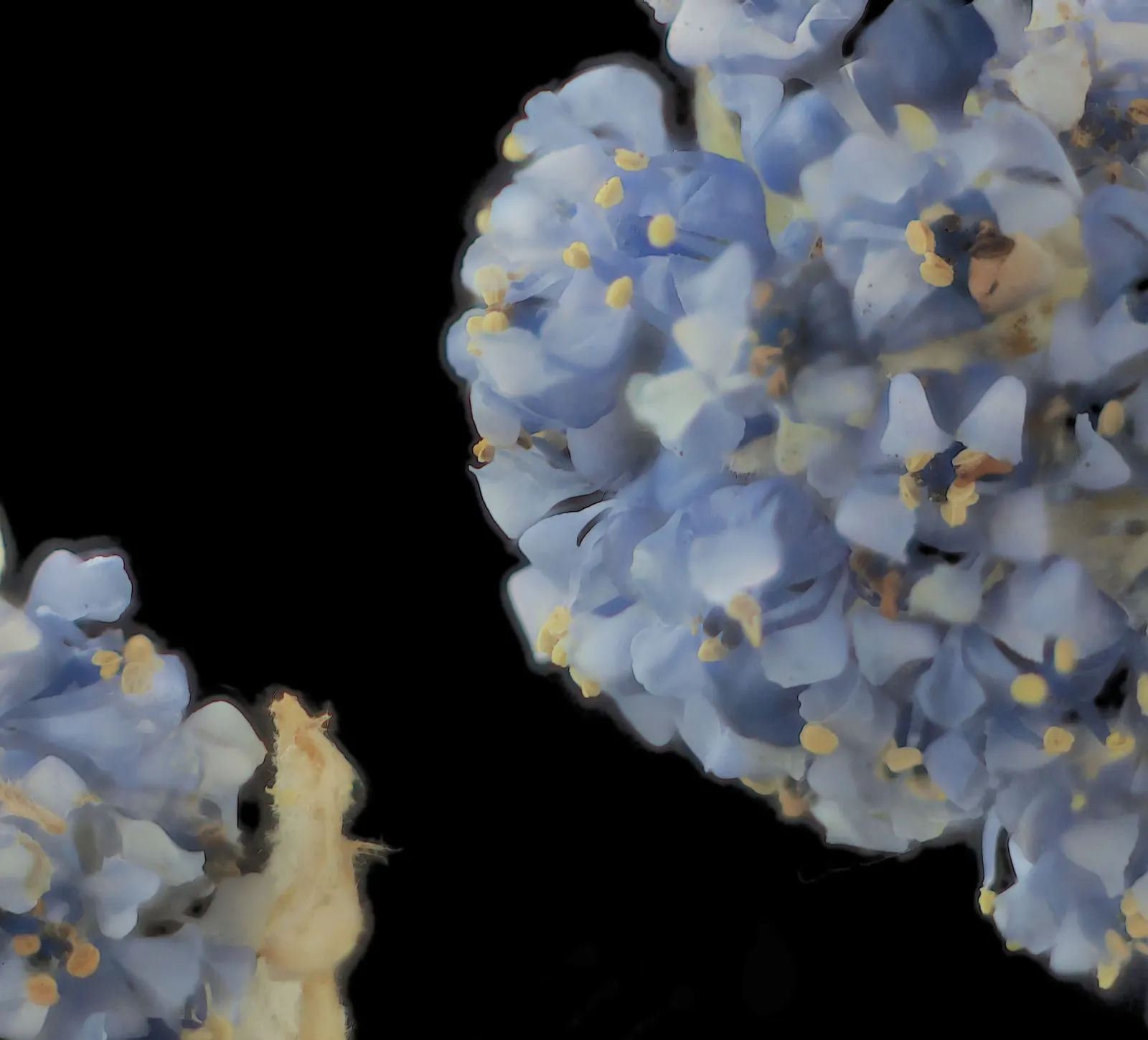 Blue Blossom (Ceanothus Thyrsiflorus) — it prefers well-drained soil and a full sun exposure