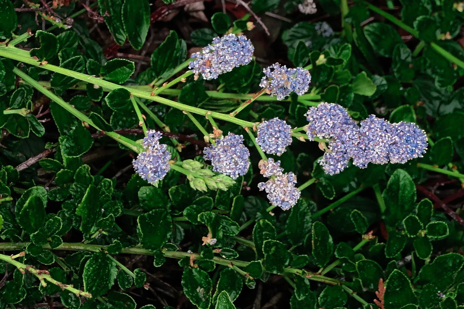 Blue Blossom (Ceanothus Thyrsiflorus) — This drought-tolerant plant prefers full sun and well-drained soil