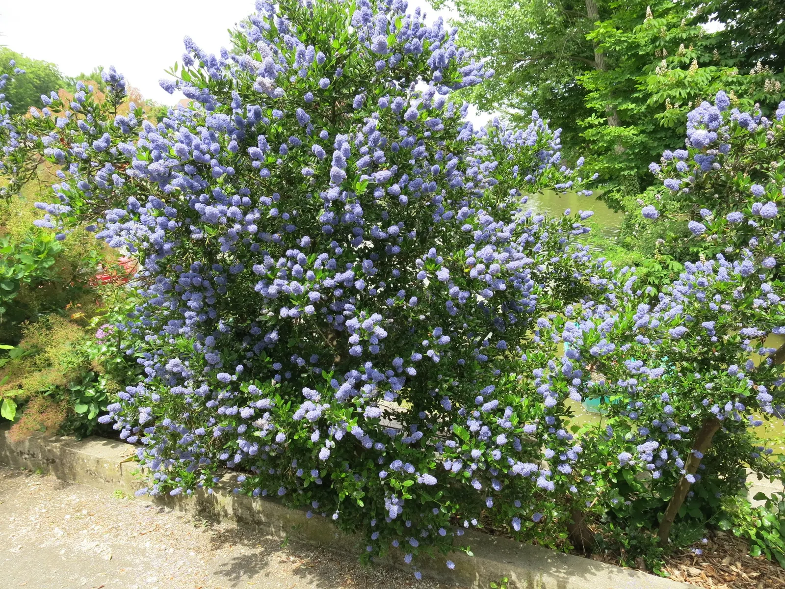 Blue Blossom (Ceanothus Thyrsiflorus) — It typically grows 6 to 9 feet high and spreads 6 to 9 feet wide; blue Blossom erupts into a profusion of, image 42