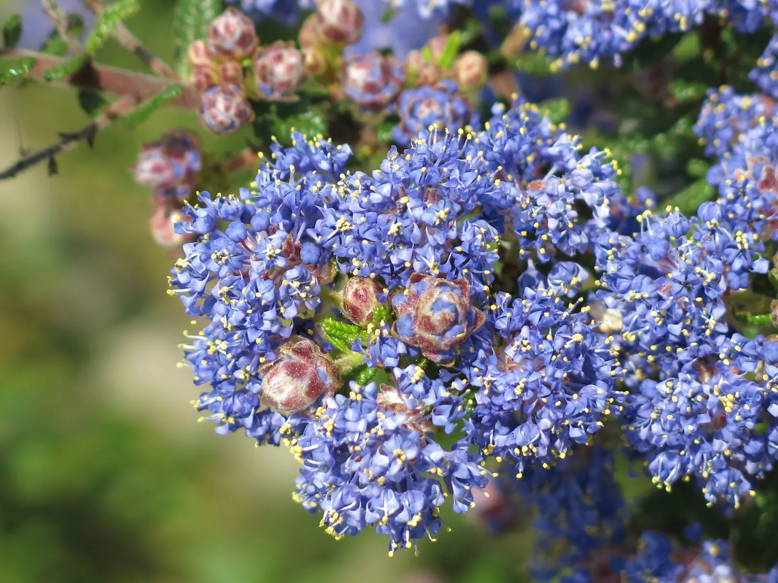 Blue Blossom (Ceanothus Thyrsiflorus) — although it can tolerate partial shade; it typically grows 6 to 9 feet high and spreads 6 to 9 feet wide