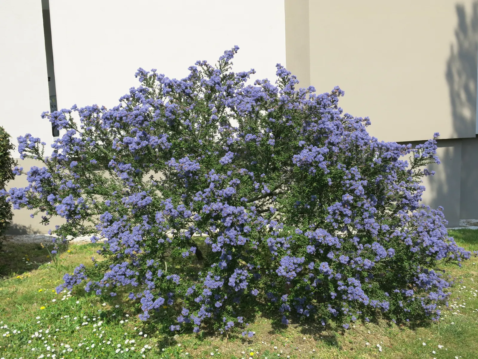 Blue Blossom (Ceanothus Thyrsiflorus) — from around April to June; is a captivating evergreen shrub known for its vigor and stunning display of blue flowers