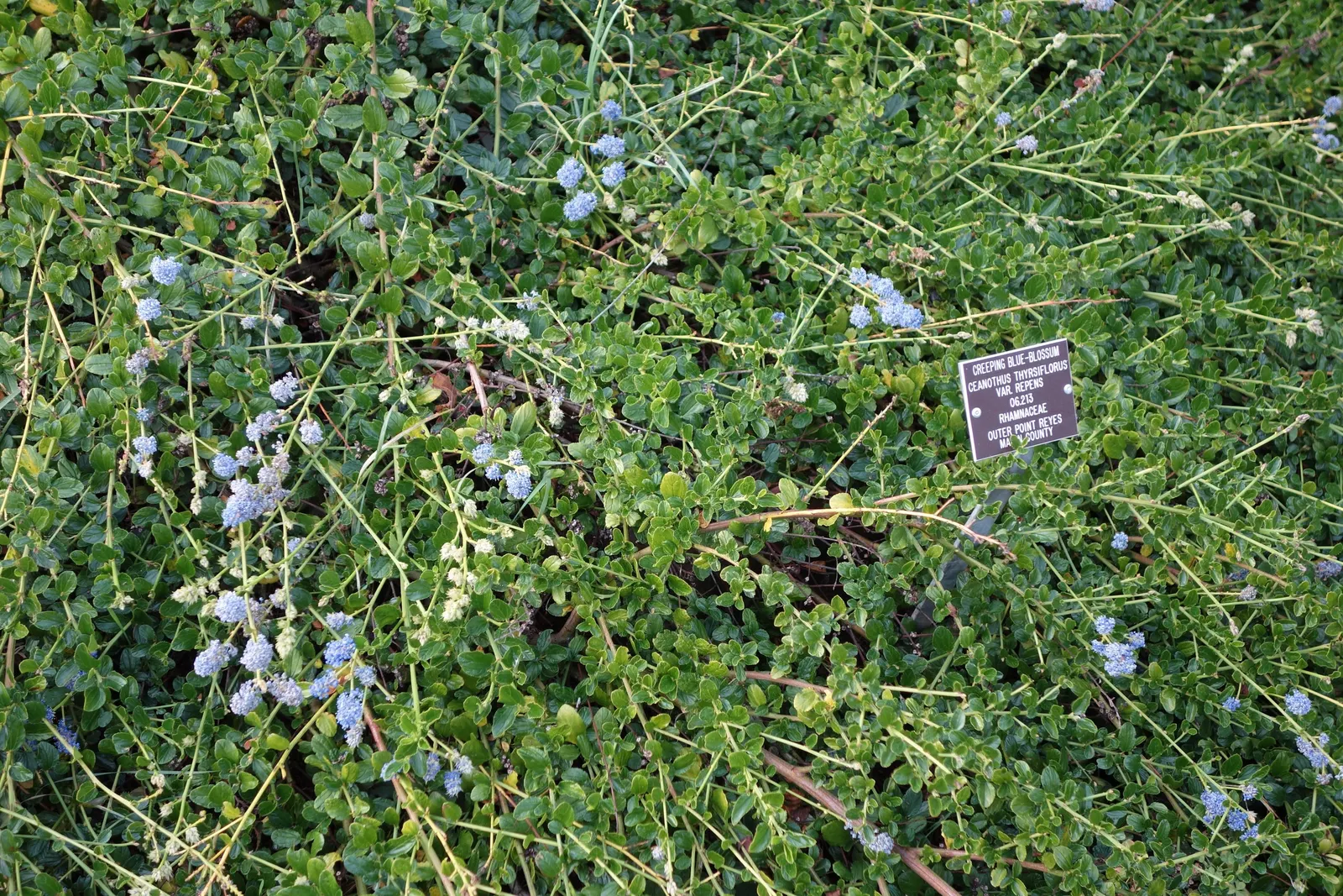 Blue Blossom (Ceanothus Thyrsiflorus) — commonly referred to as the Blue Blossom or California Lilac