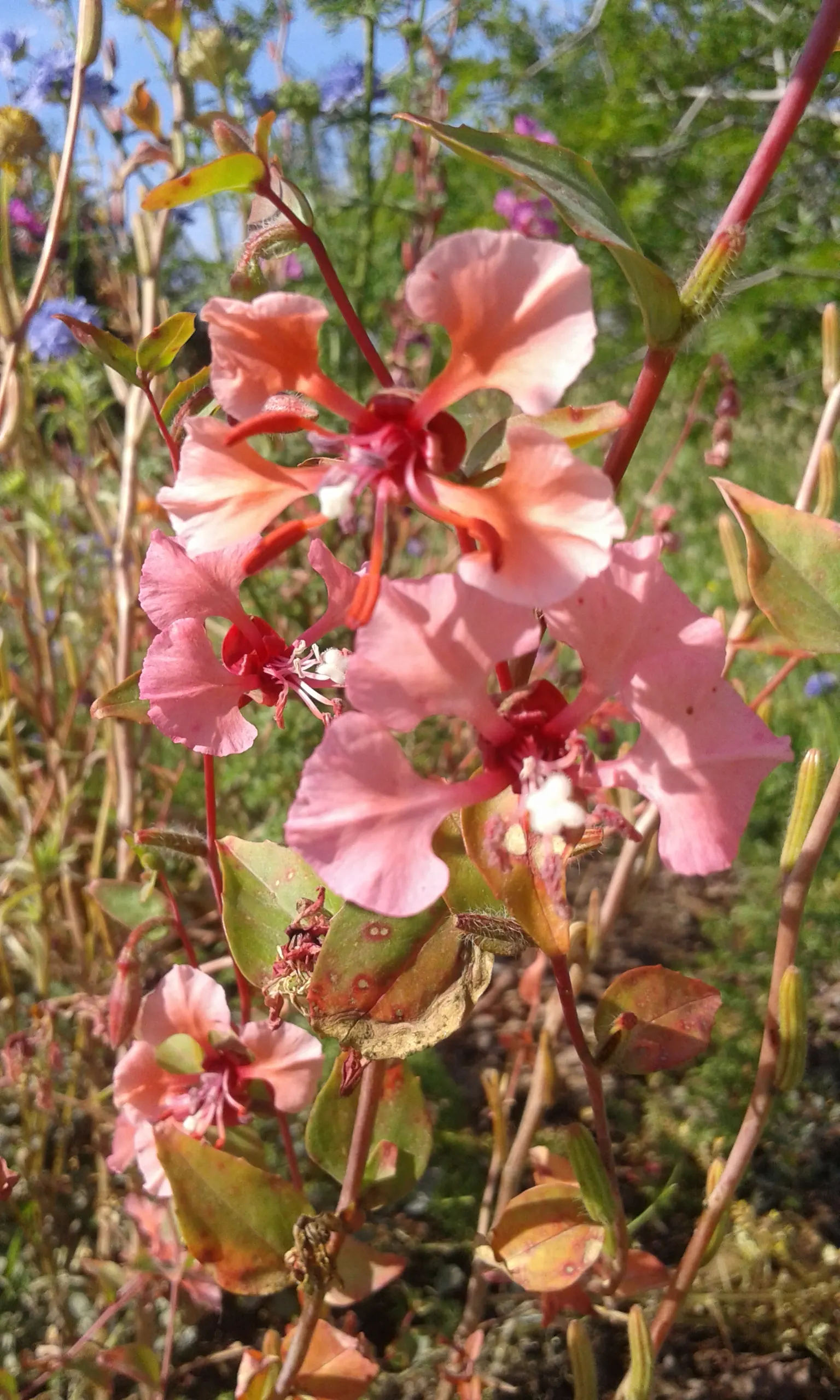 Mountain Garland, Clarkia (Clarkia Unguiculata) — catering to low-maintenance landscape aspirations; indigenous to the western United States