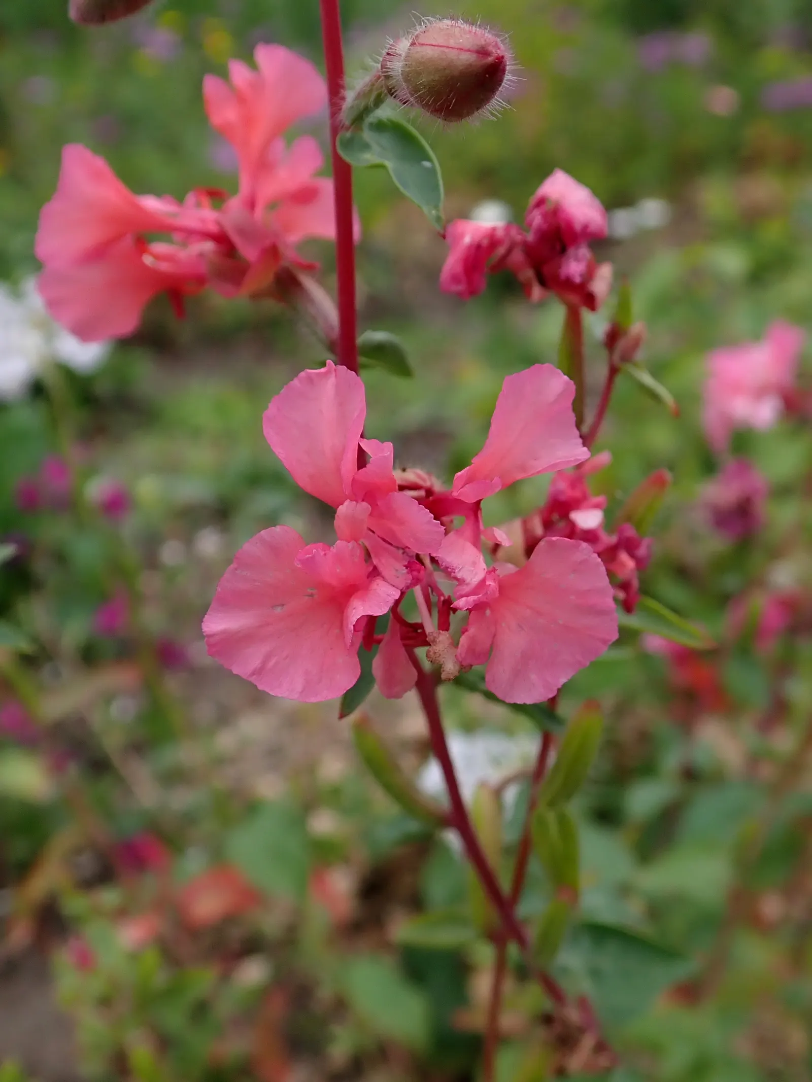 Mountain Garland, Clarkia (Clarkia Unguiculata) — making it a versatile component of the garden palette; it can be used for borders