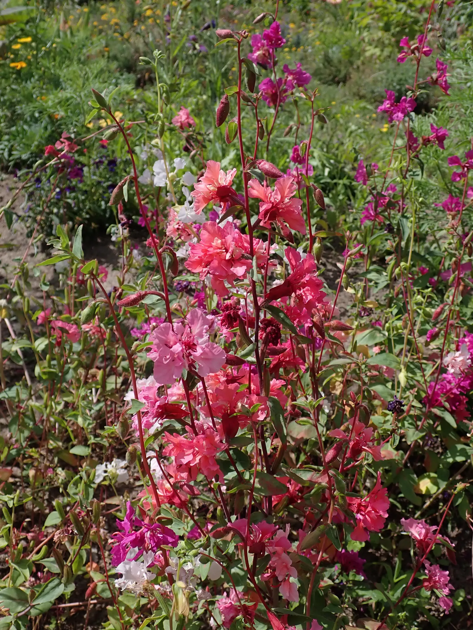 Mountain Garland, Clarkia (Clarkia Unguiculata) — exhibits drought tolerance; mountain Garland (Clarkia unguiculata)