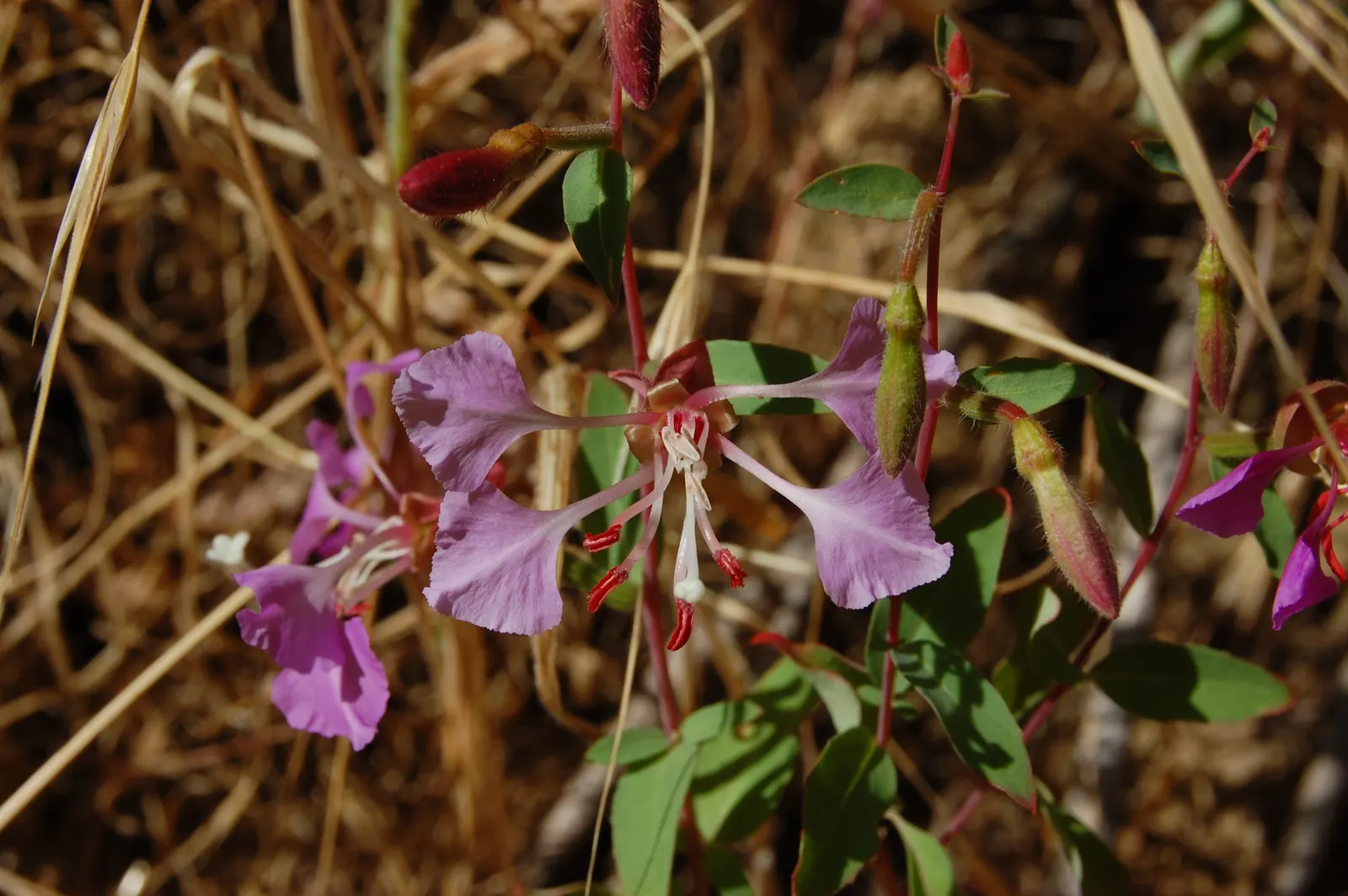 Mountain Garland, Clarkia (Clarkia Unguiculata) — offering a prolonged display of its natural beauty.<br><br>An expert in light requirements