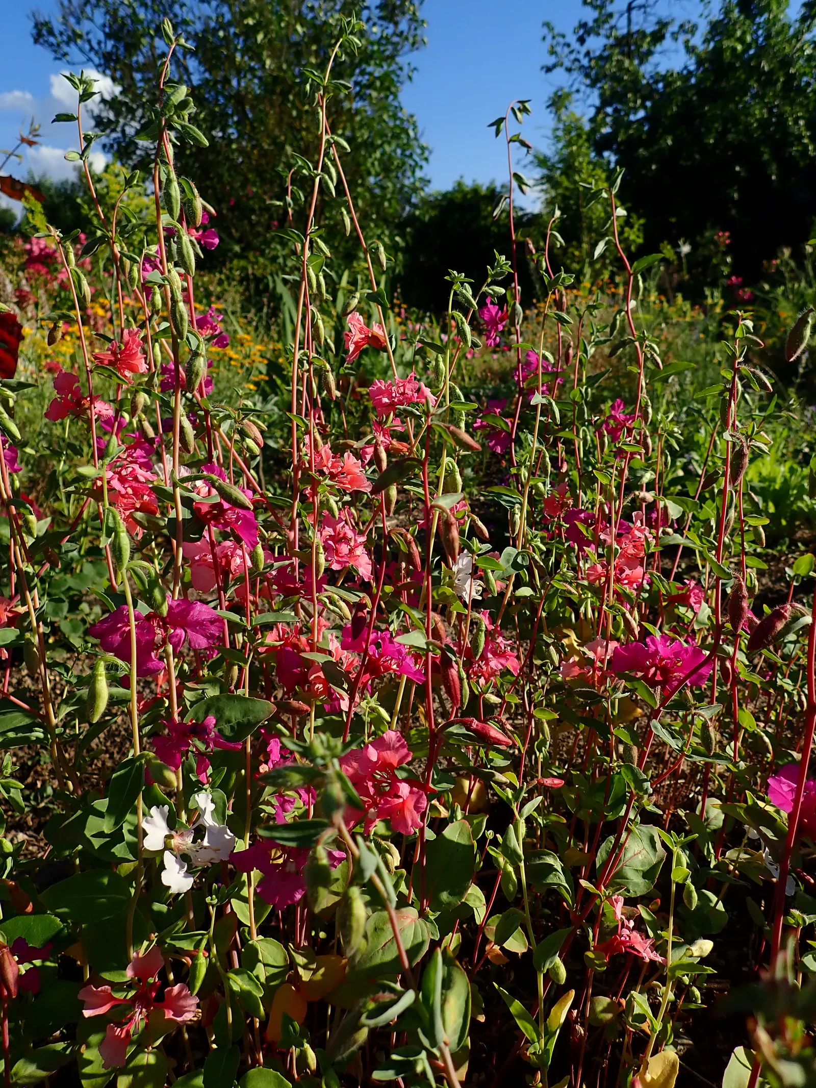 Mountain Garland, Clarkia (Clarkia Unguiculata) — Its alluring charm also attracts beneficial pollinators like bees and butterflies