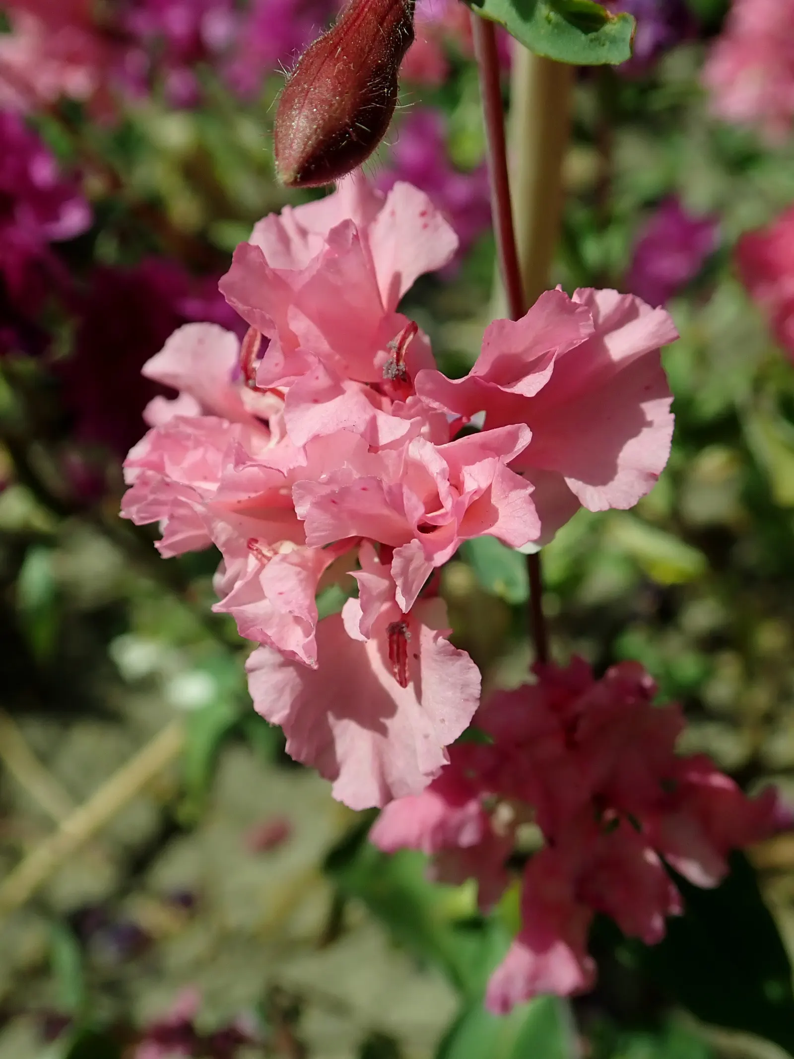 Mountain Garland, Clarkia (Clarkia Unguiculata) — the Clarkia unguiculata typically graces gardens with its presence from late spring through summer