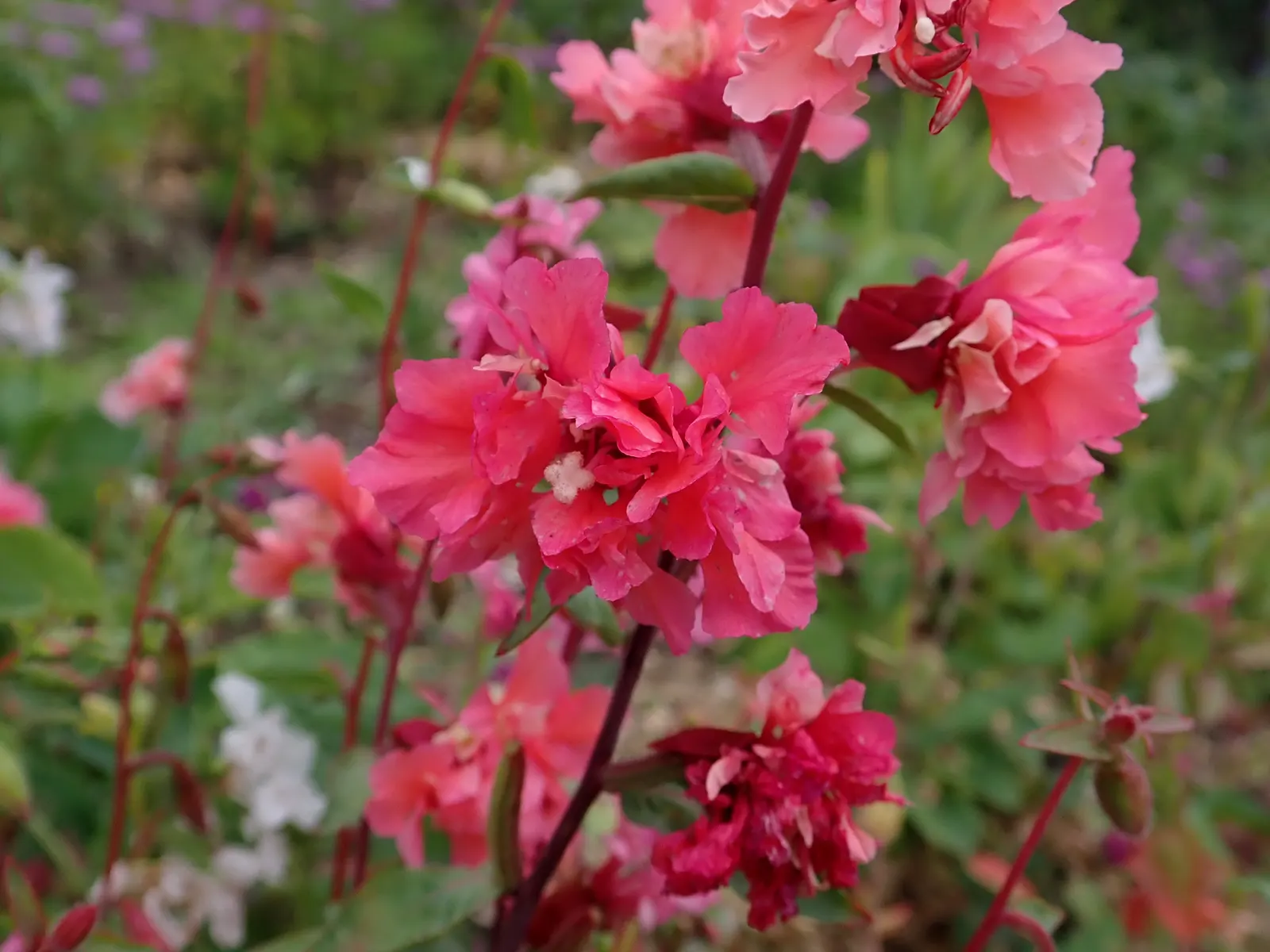 Mountain Garland, Clarkia (Clarkia Unguiculata) — Ideal for creating a cottage garden effect; boasts slender stems reaching 1-3 feet high adorned with