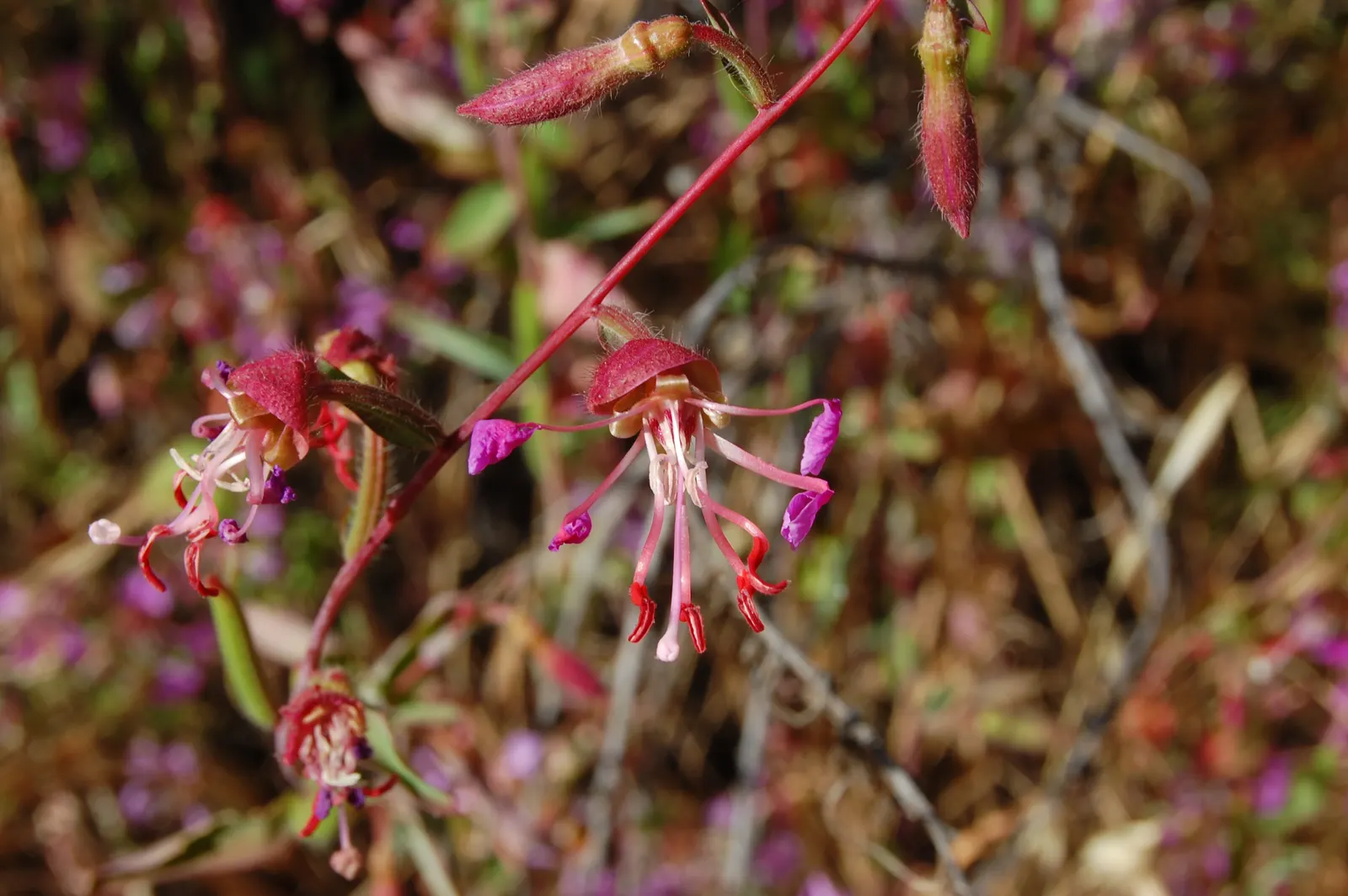 Mountain Garland, Clarkia (Clarkia Unguiculata) — Mountain Garland (Clarkia unguiculata); blooming from late spring to summer, it adds a splash of, image 55