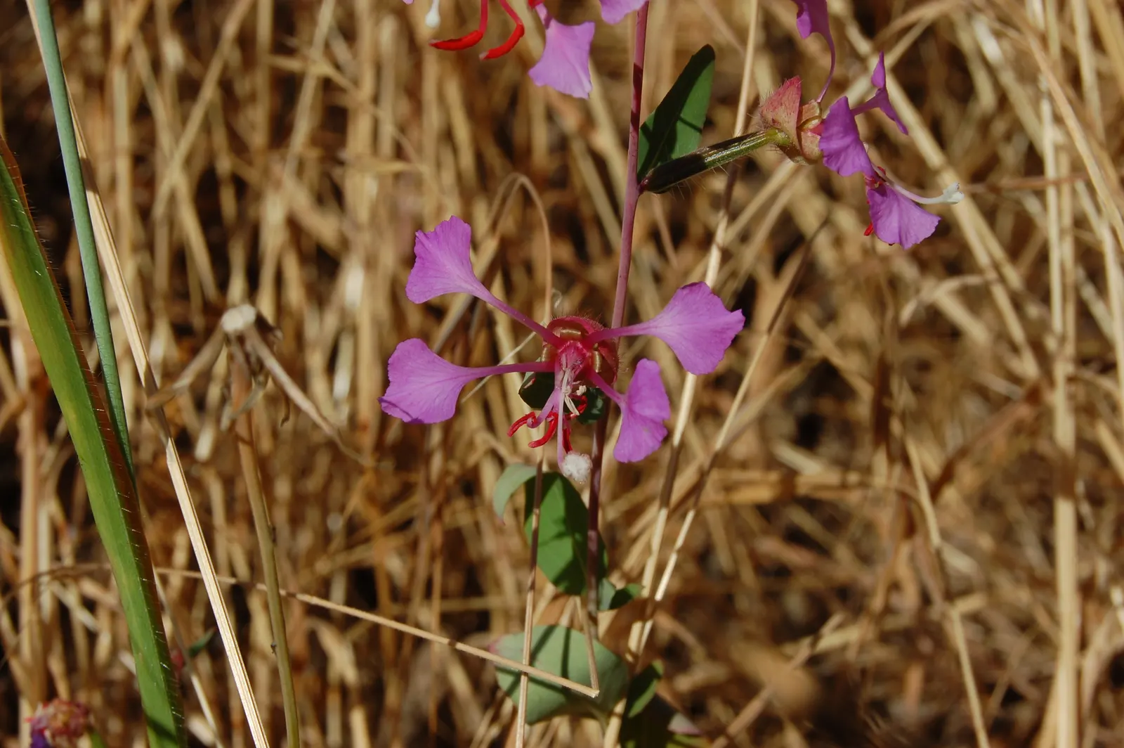 Mountain Garland, Clarkia (Clarkia Unguiculata) — Blooming from late spring to summer, it adds a splash of color to wildflower meadows and casual borders; pink