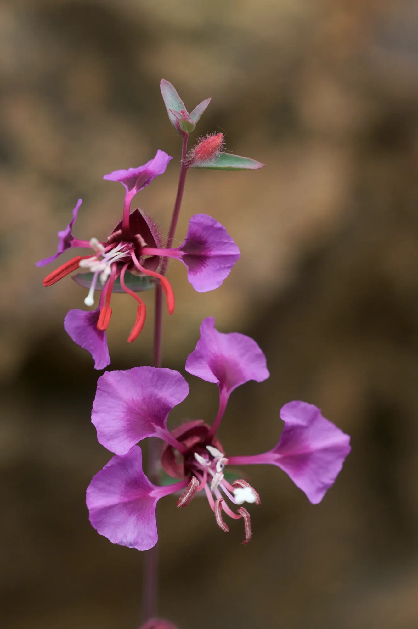 Mountain Garland, Clarkia (Clarkia Unguiculata) — Ideal for creating a cottage garden effect
