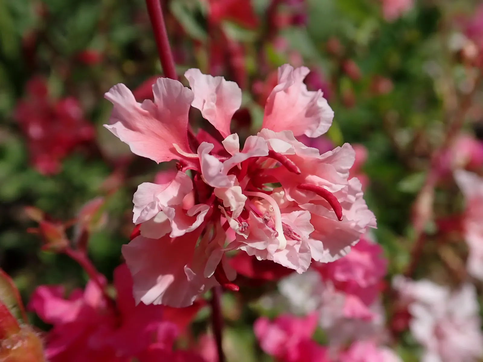 Mountain Garland, Clarkia (Clarkia Unguiculata) — boasts slender stems reaching 1-3 feet high adorned with funnel-shaped blooms in shades of pink