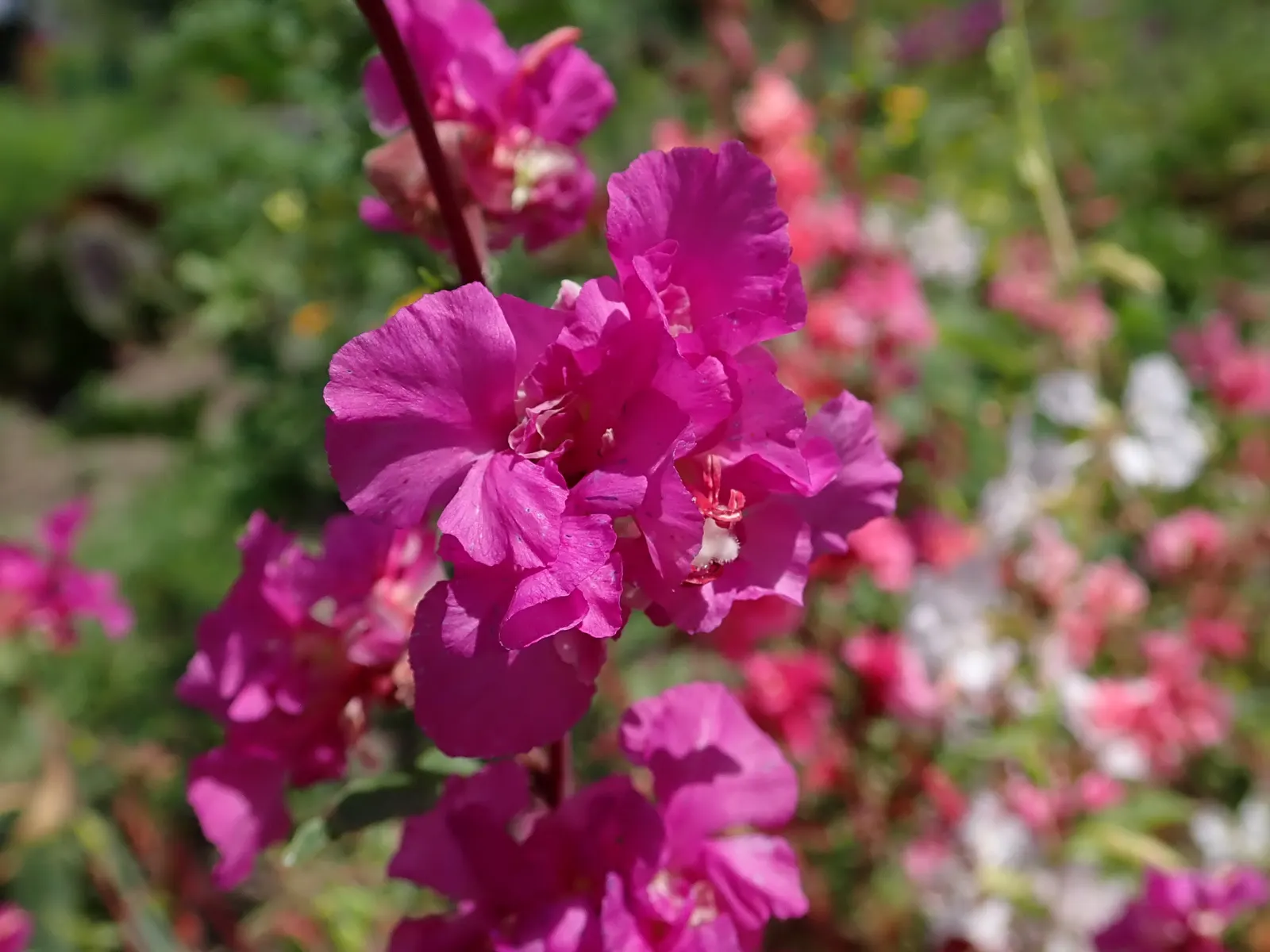 Mountain Garland, Clarkia (Clarkia Unguiculata) — Mountain Garland (Clarkia unguiculata); blooming from late spring to summer, it adds a splash of color to