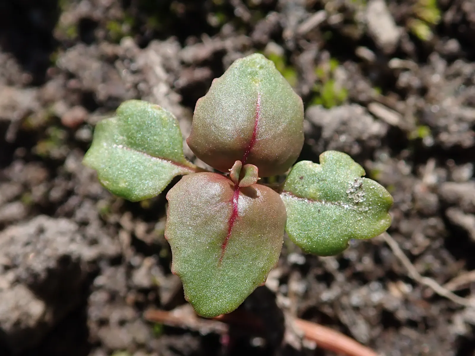 Mountain Garland, Clarkia (Clarkia Unguiculata) — annual with pink blooms