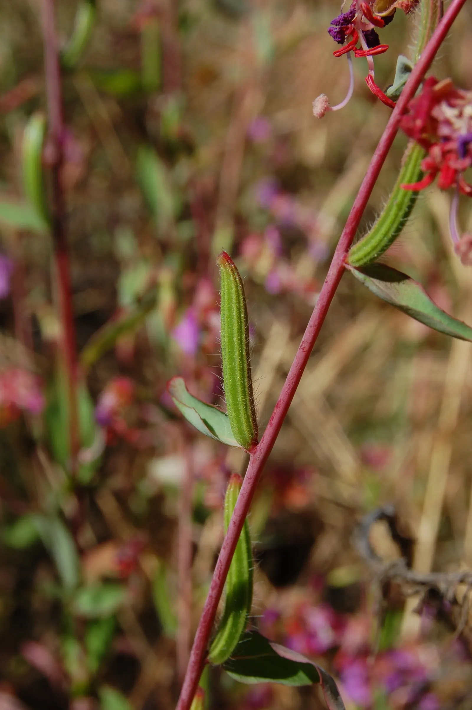 Mountain Garland, Clarkia (Clarkia Unguiculata) — exhibits drought tolerance