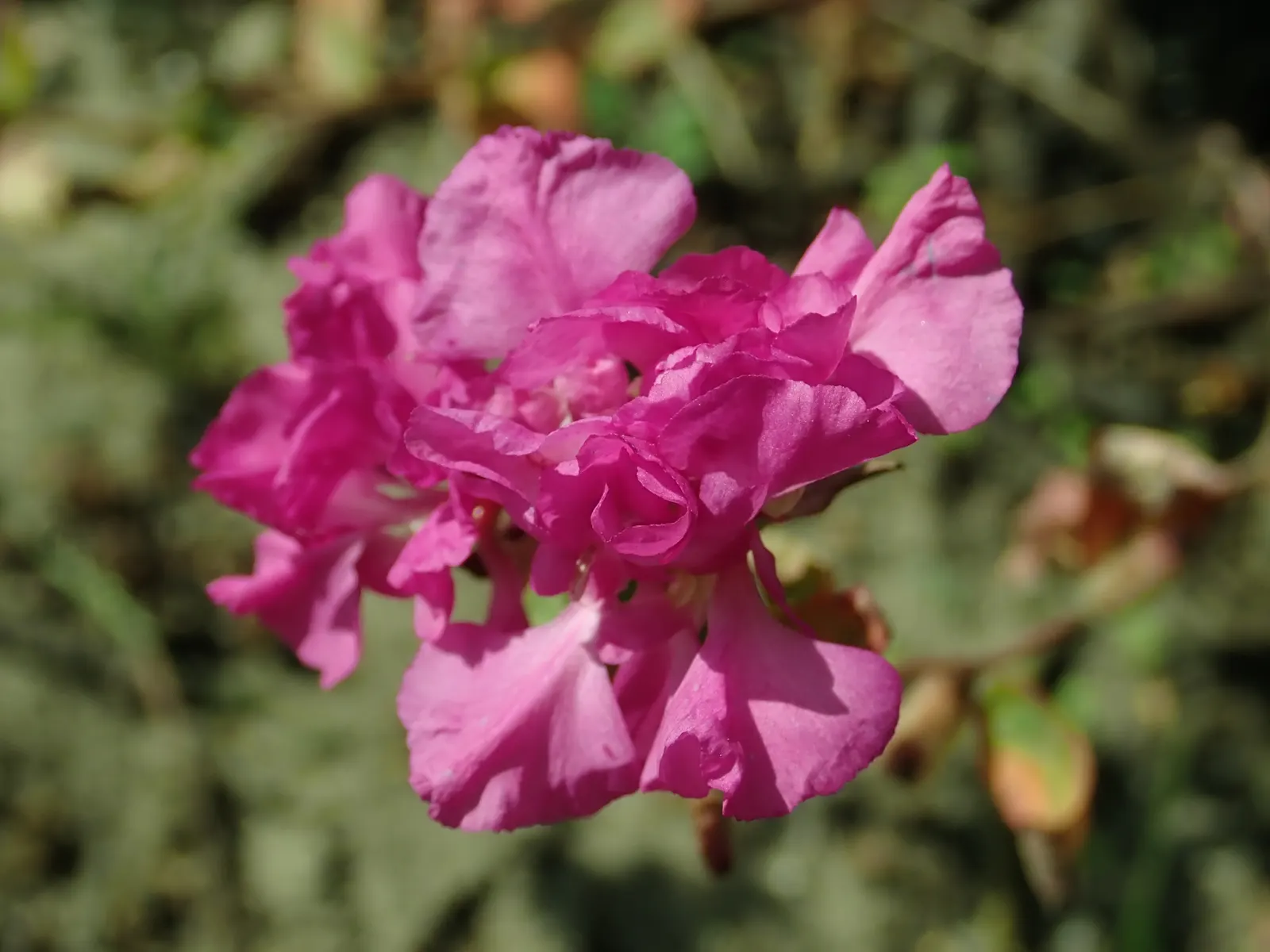 Mountain Garland, Clarkia (Clarkia Unguiculata) — catering to low-maintenance landscape aspirations