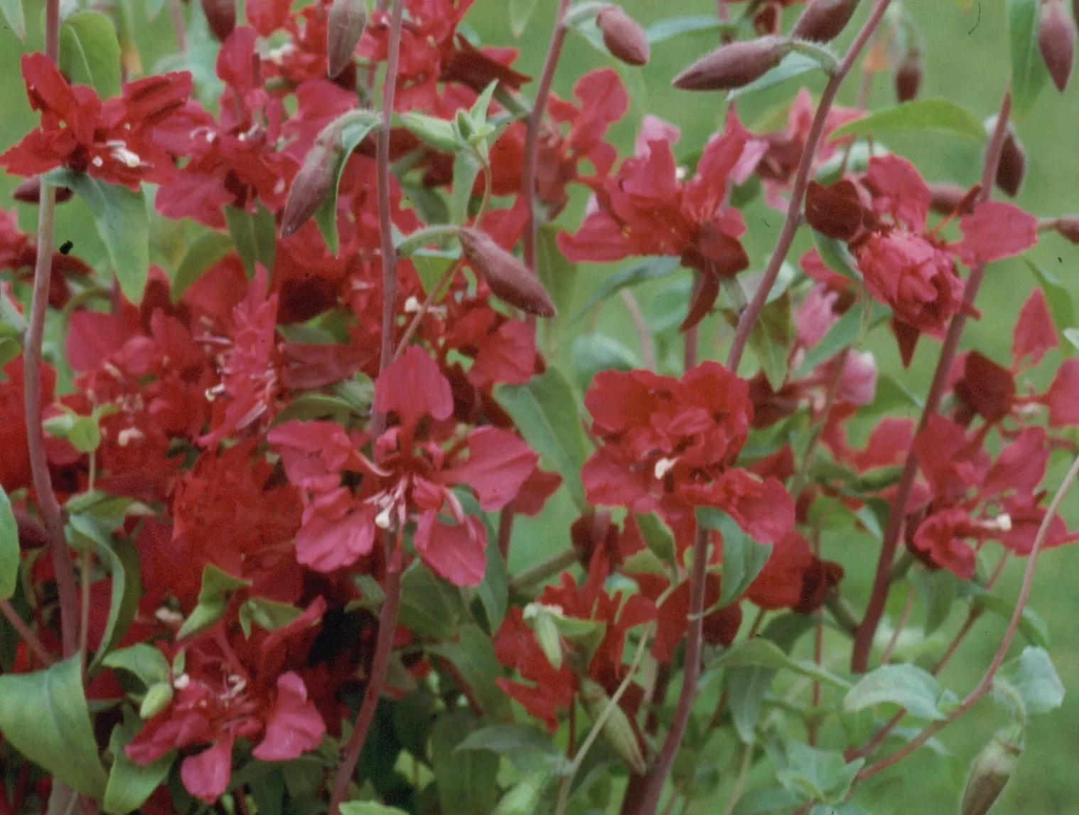 Mountain Garland, Clarkia (Clarkia Unguiculata) — pink flowers in the garden