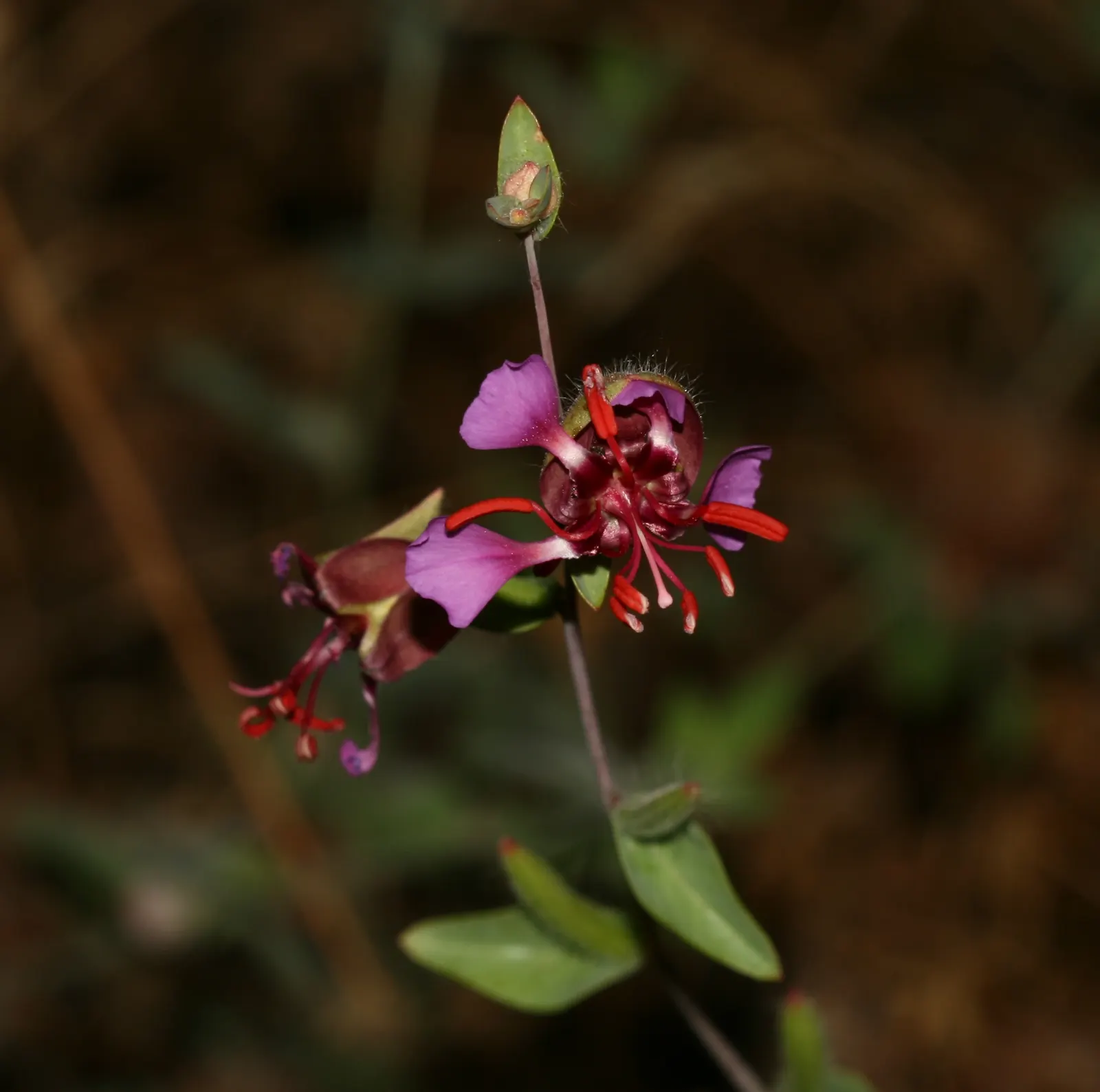 Mountain Garland, Clarkia (Clarkia Unguiculata) — the Clarkia unguiculata typically graces gardens with its presence from late spring through summer; annual