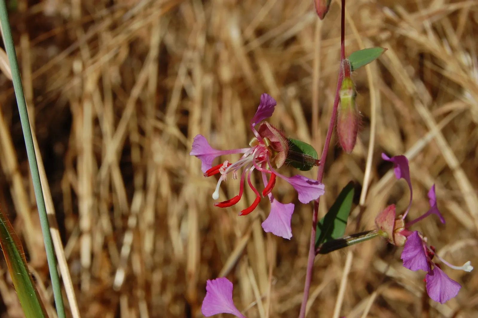 Mountain Garland, Clarkia (Clarkia Unguiculata) — is an enchanting annual wildflower that offers a burst of vibrant color to any landscape design; clarkia