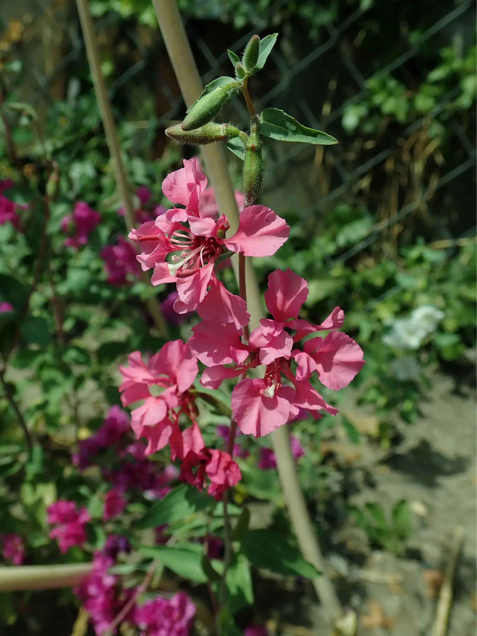 Mountain Garland, Clarkia (Clarkia Unguiculata) — Renowned for its stretched bloom period