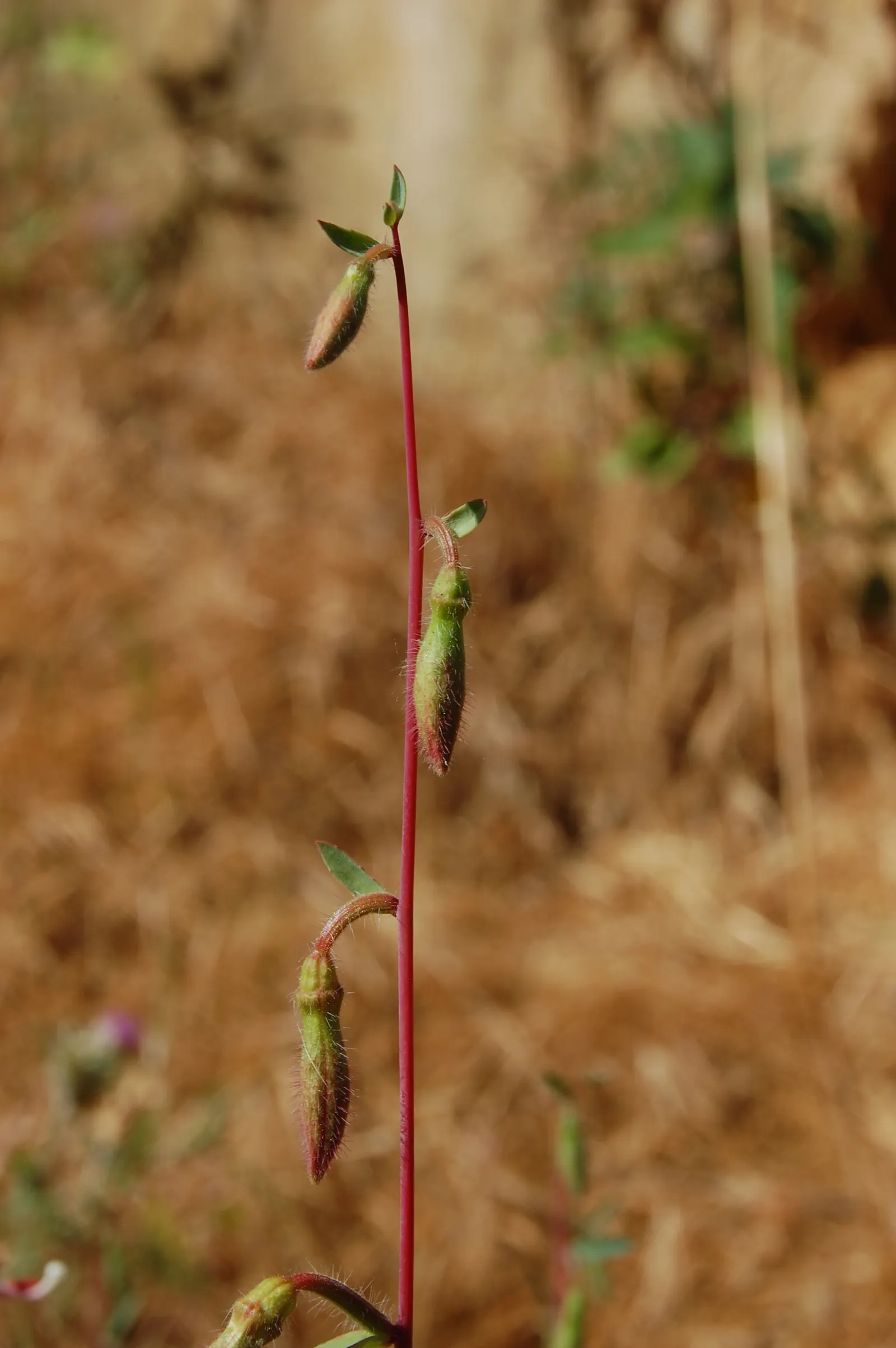 Mountain Garland, Clarkia (Clarkia Unguiculata) — Indigenous to the western United States; annual with pink blooms