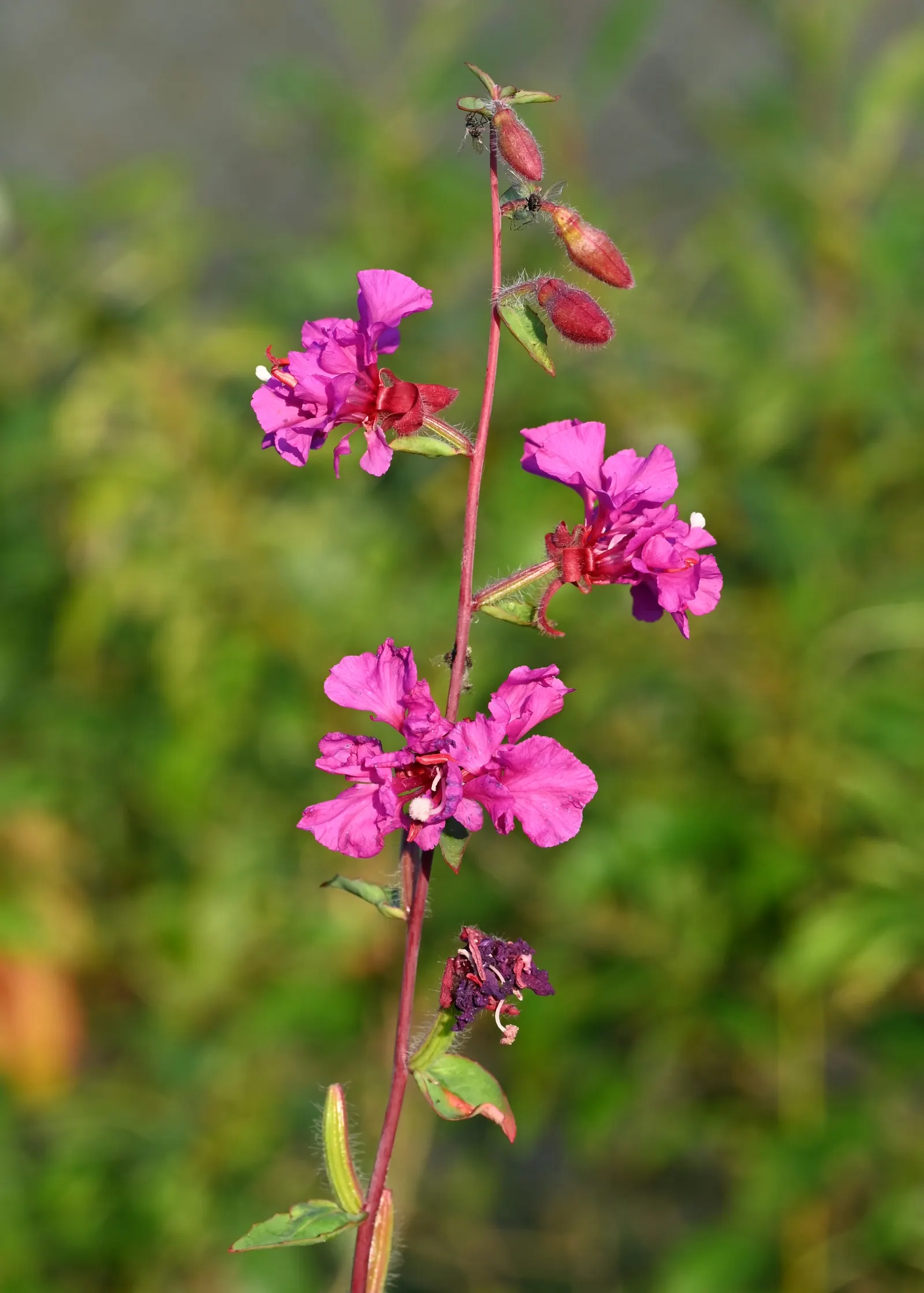 Mountain Garland, Clarkia (Clarkia Unguiculata) — contributing to the ecological health of the garden