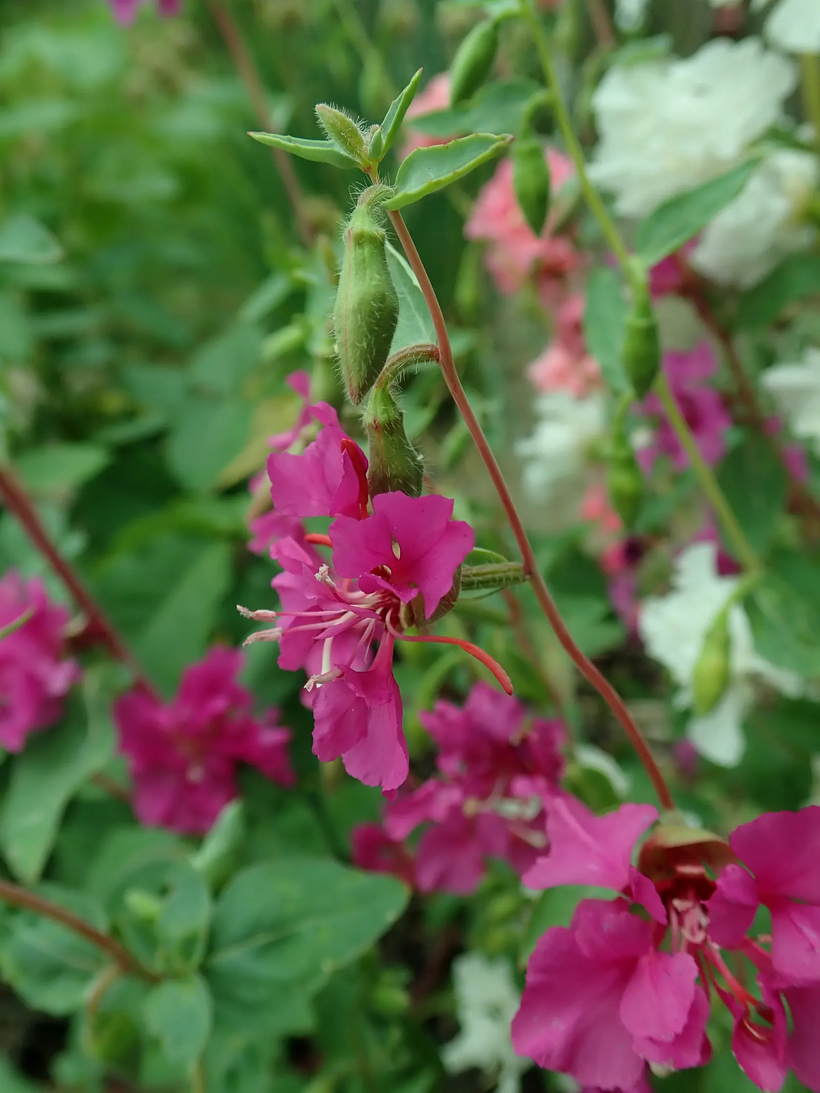 Mountain Garland, Clarkia (Clarkia Unguiculata) — it can be used for borders