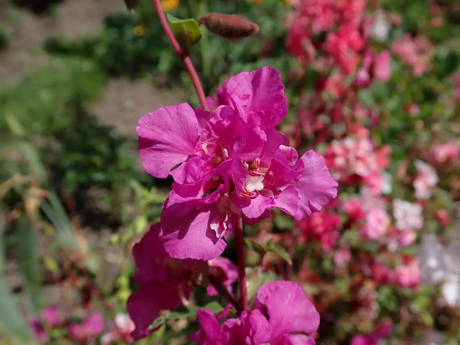 Mountain Garland, Clarkia (Clarkia Unguiculata) — offering a prolonged display of its natural beauty.<br><br>An expert in light requirements; is an enchanting