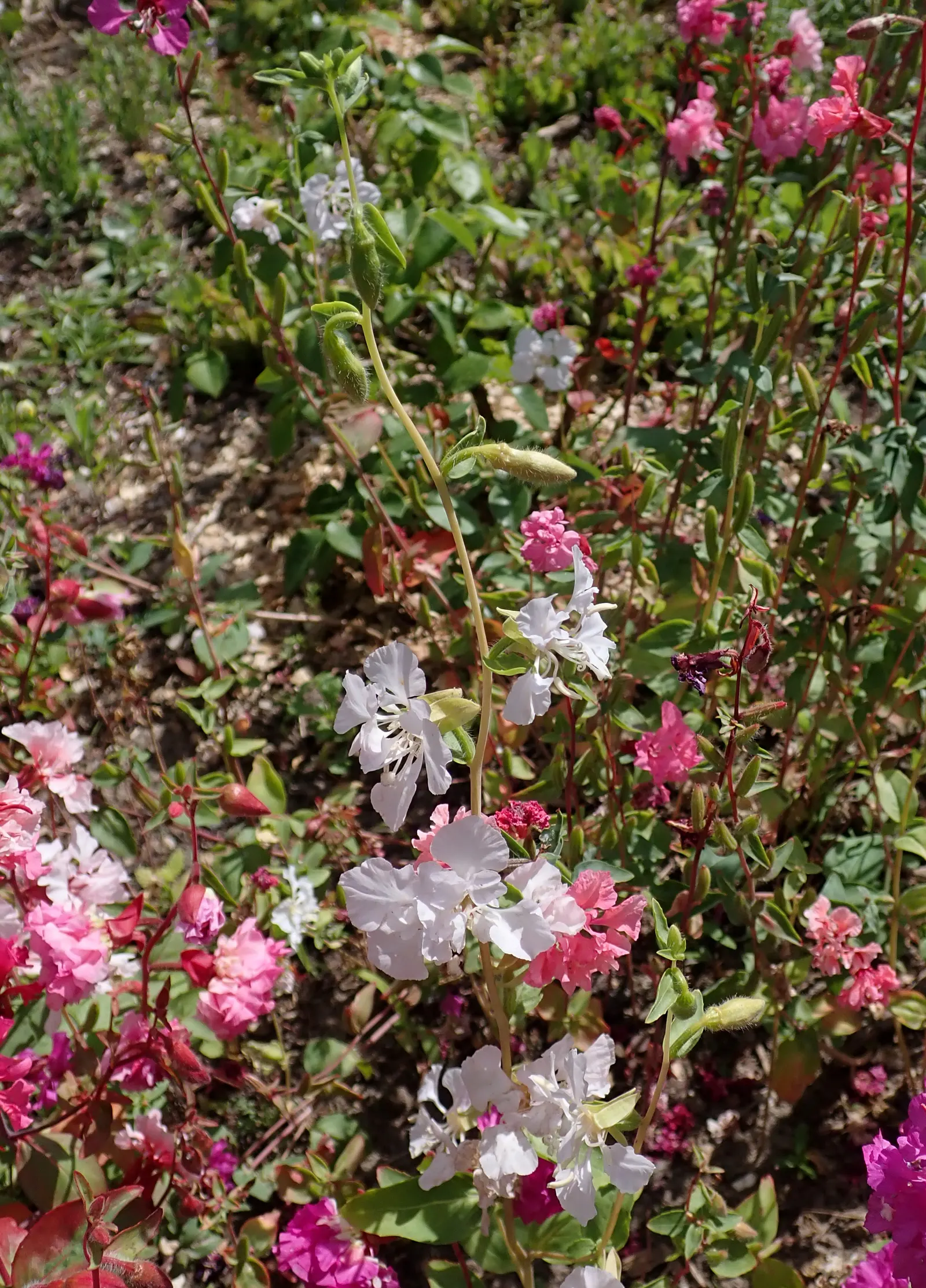 Mountain Garland, Clarkia (Clarkia Unguiculata) — contributing to the ecological health of the garden; this California native thrives in full sun to part shade