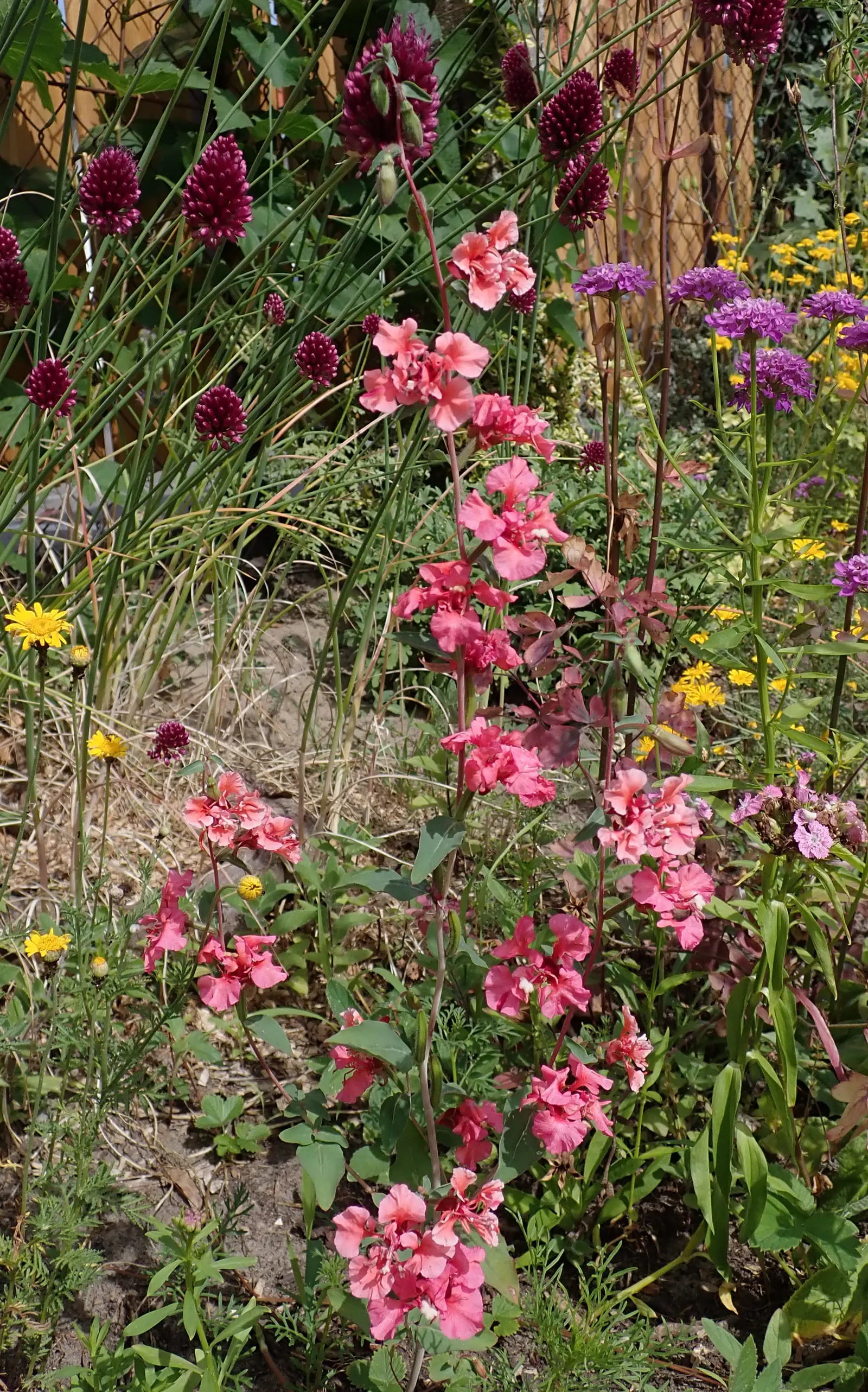 Mountain Garland, Clarkia (Clarkia Unguiculata) — Indigenous to the western United States