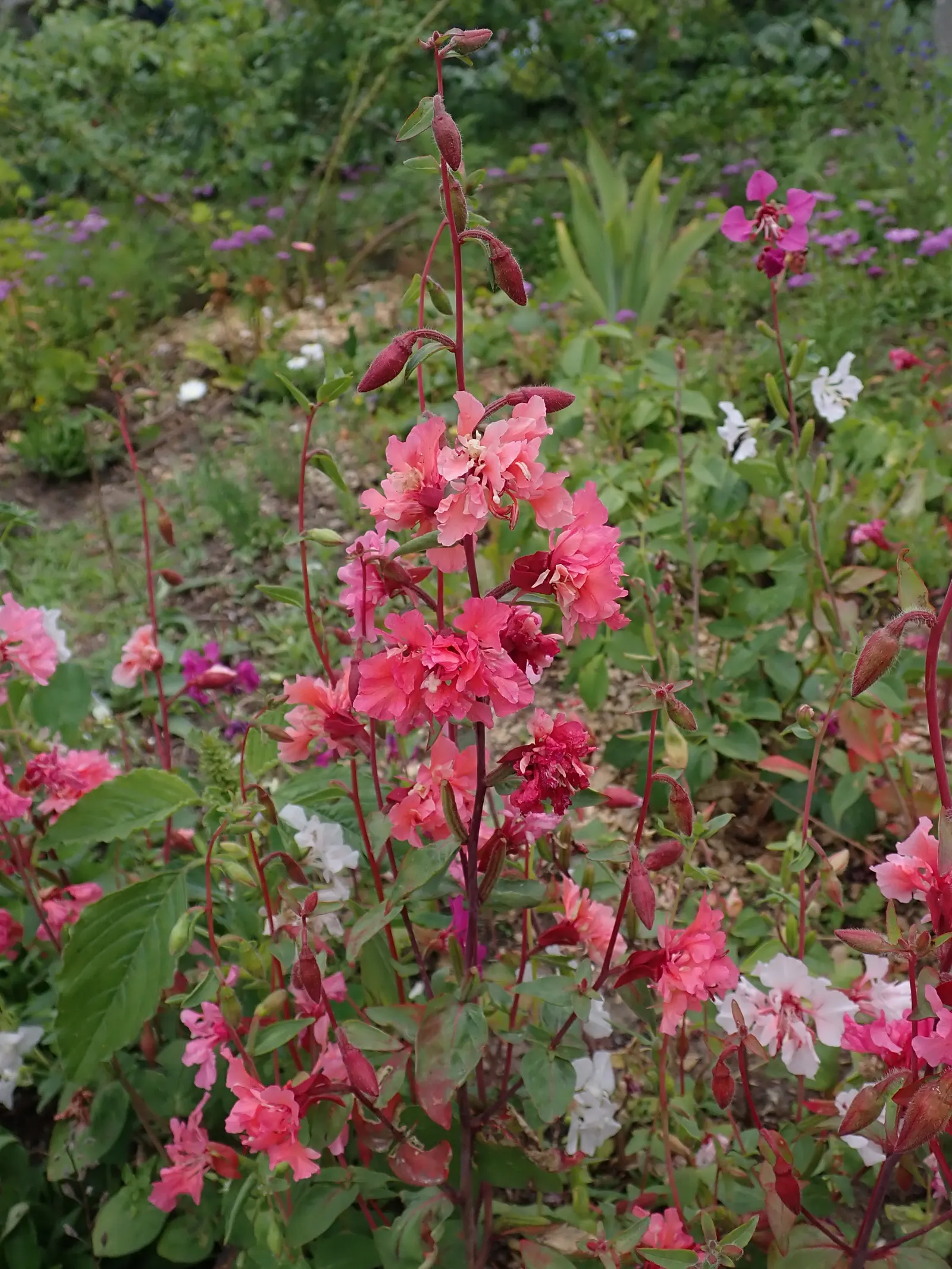 Mountain Garland, Clarkia (Clarkia Unguiculata) — Clarkia unguiculata not only adds visual appeal but also eases the care regimen for the client