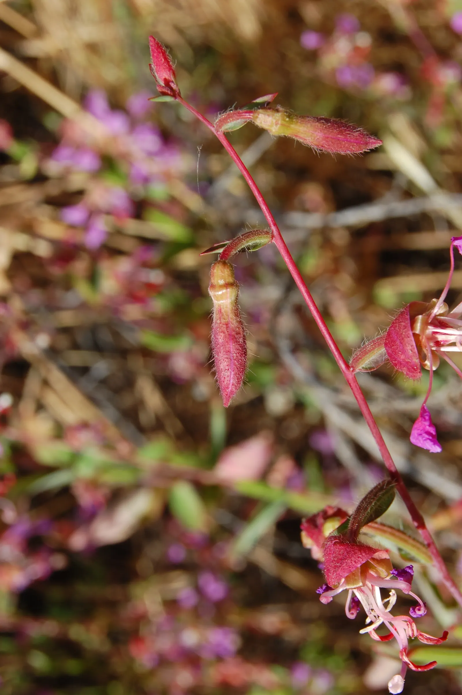 Mountain Garland, Clarkia (Clarkia Unguiculata) — measuring approximately 1 to 1.5 inches in diameter; offering a prolonged display of its natural