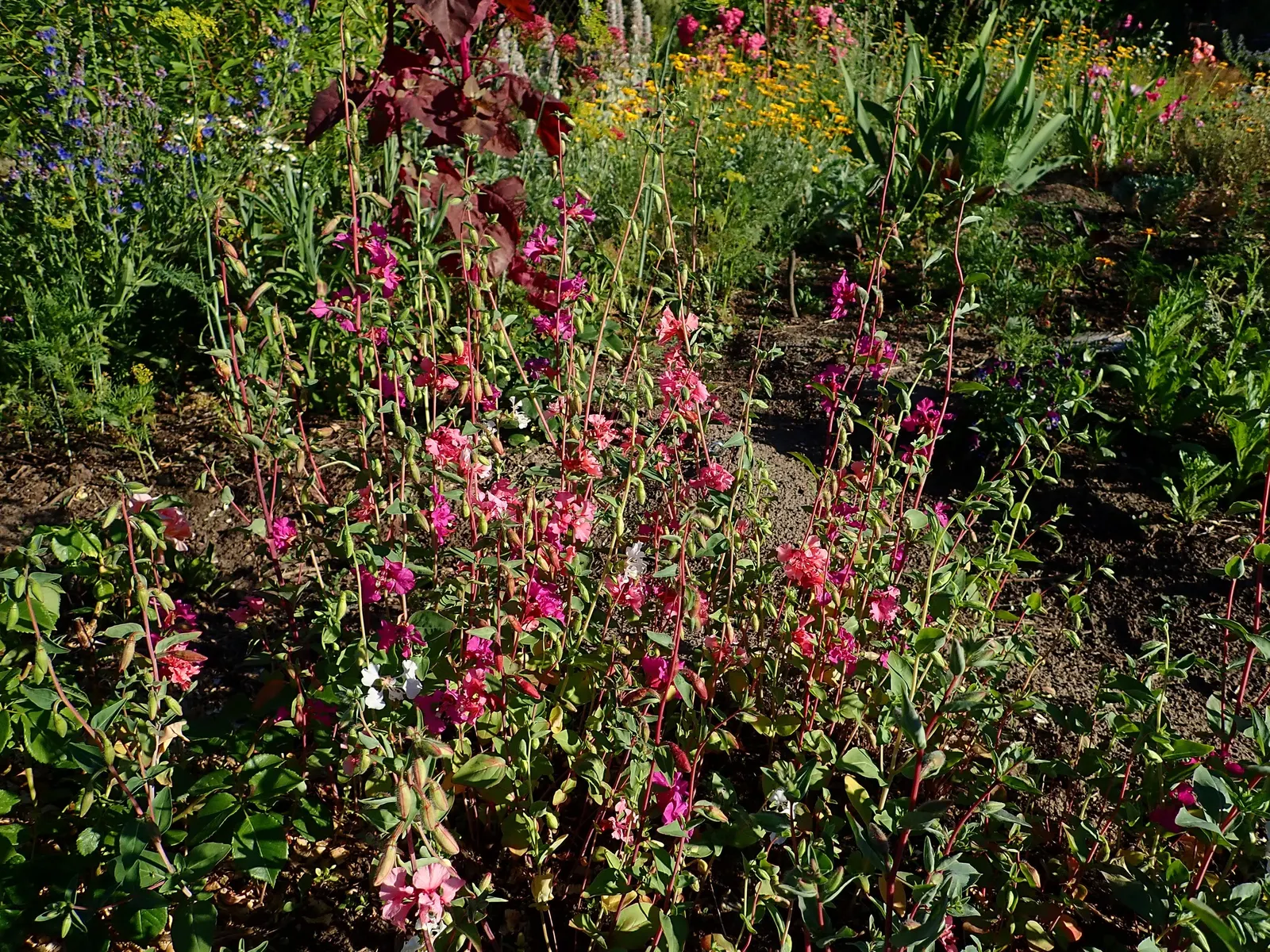Mountain Garland, Clarkia (Clarkia Unguiculata) — Its upright growth habit is complemented by lance-shaped leaves