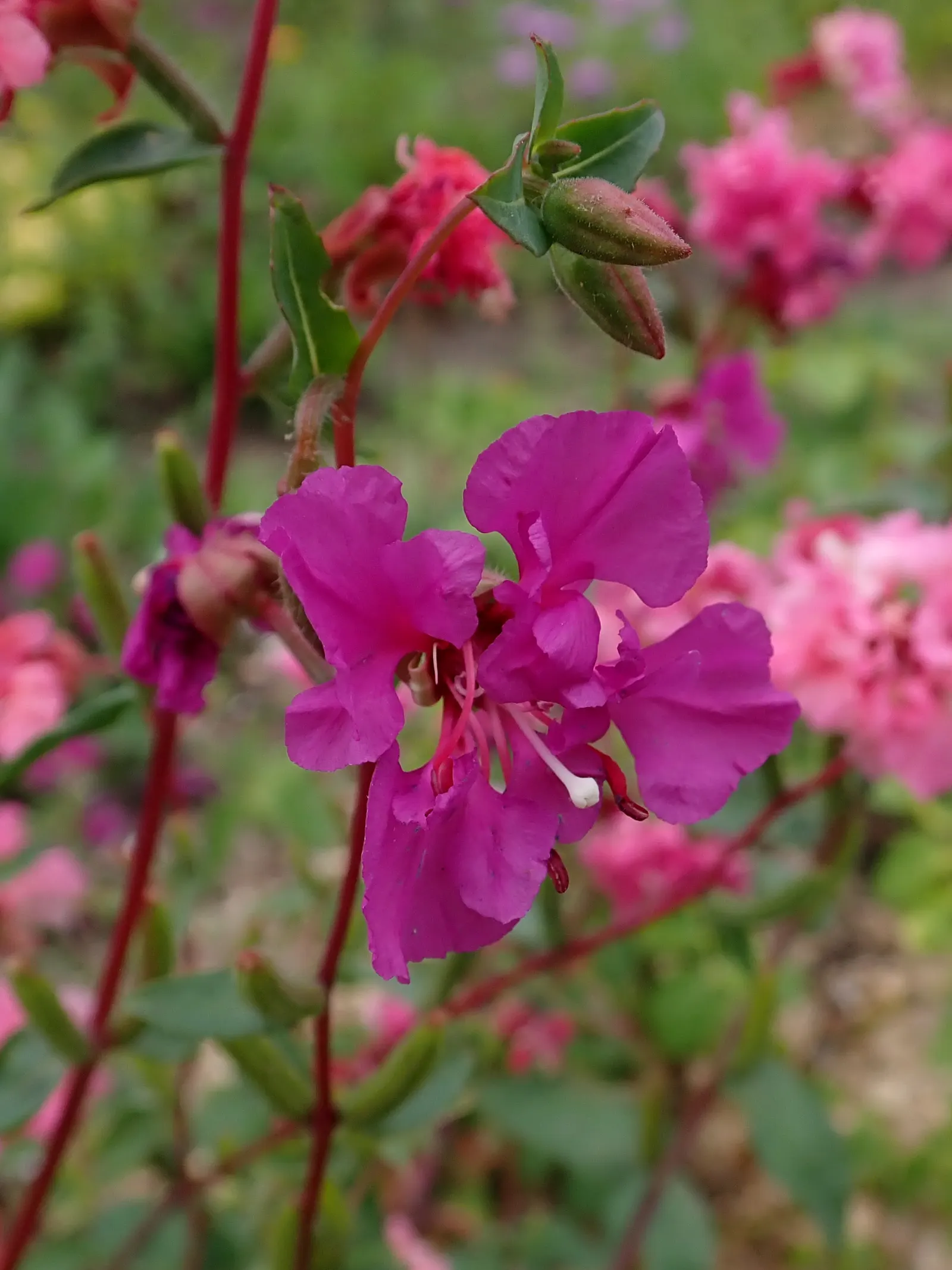 Mountain Garland, Clarkia (Clarkia Unguiculata) — is an enchanting annual wildflower that offers a burst of vibrant color to any landscape design