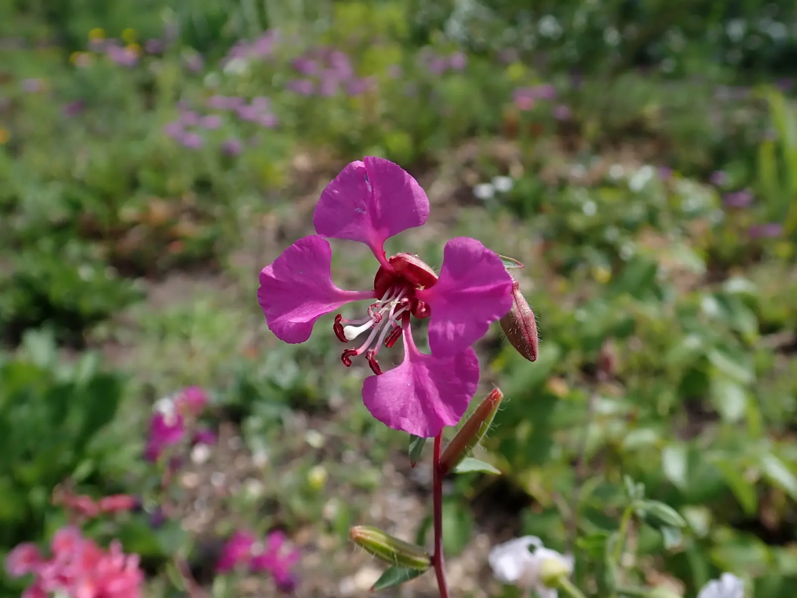 Mountain Garland, Clarkia (Clarkia Unguiculata) — Mountain Garland (Clarkia unguiculata)