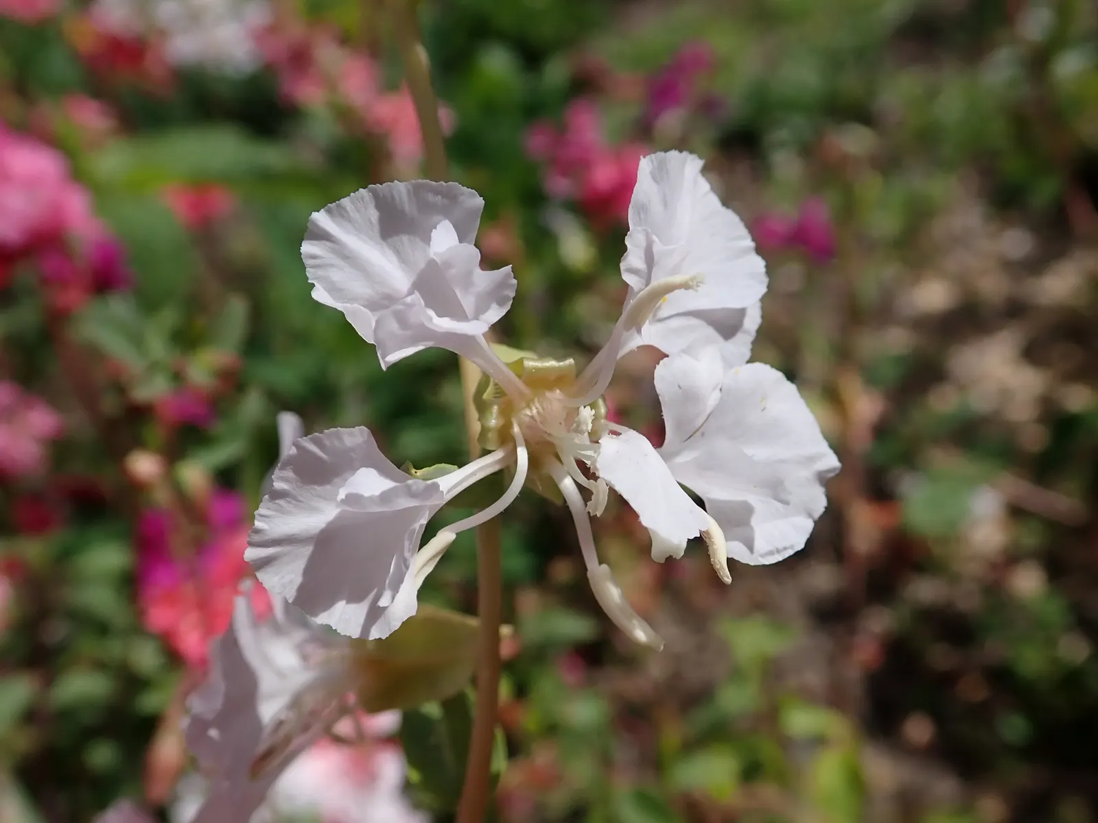 Mountain Garland, Clarkia (Clarkia Unguiculata) — boasts slender stems reaching 1-3 feet high adorned with funnel-shaped blooms in shades of pink; renowned for