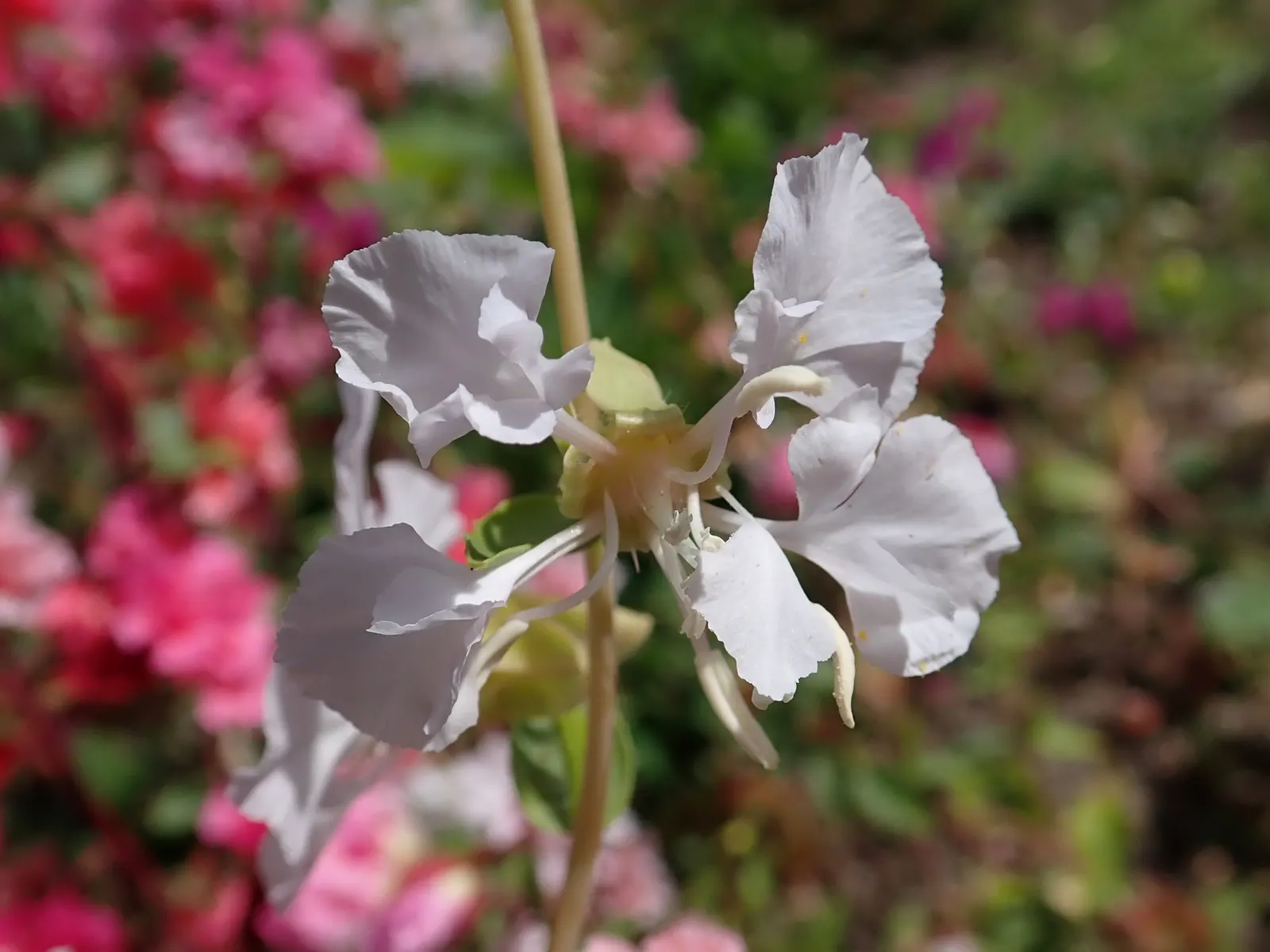 Mountain Garland, Clarkia (Clarkia Unguiculata) — it can be used for borders; it is celebrated for its tall