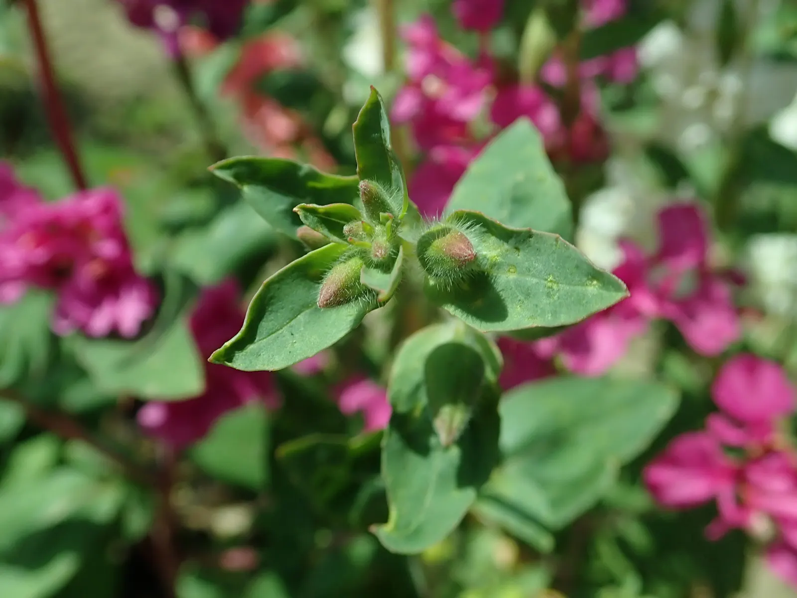 Mountain Garland, Clarkia (Clarkia Unguiculata) — Space 8-12 inches apart for a dense, eye-catching display