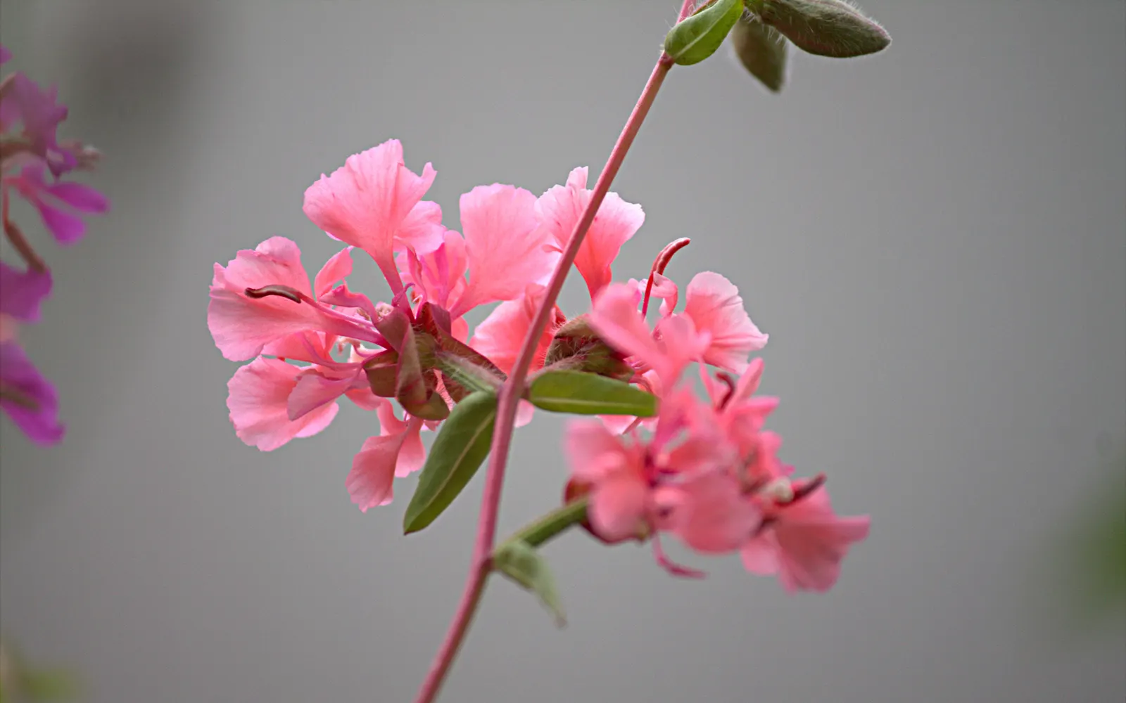 Mountain Garland, Clarkia (Clarkia Unguiculata) — the Mountain Garland thrives in full sun but can tolerate partial shade