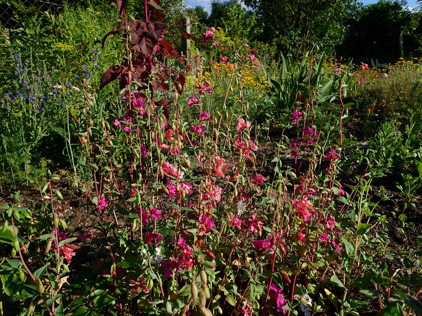 Mountain Garland, Clarkia (Clarkia Unguiculata) — the Mountain Garland thrives in full sun but can tolerate partial shade, image 41