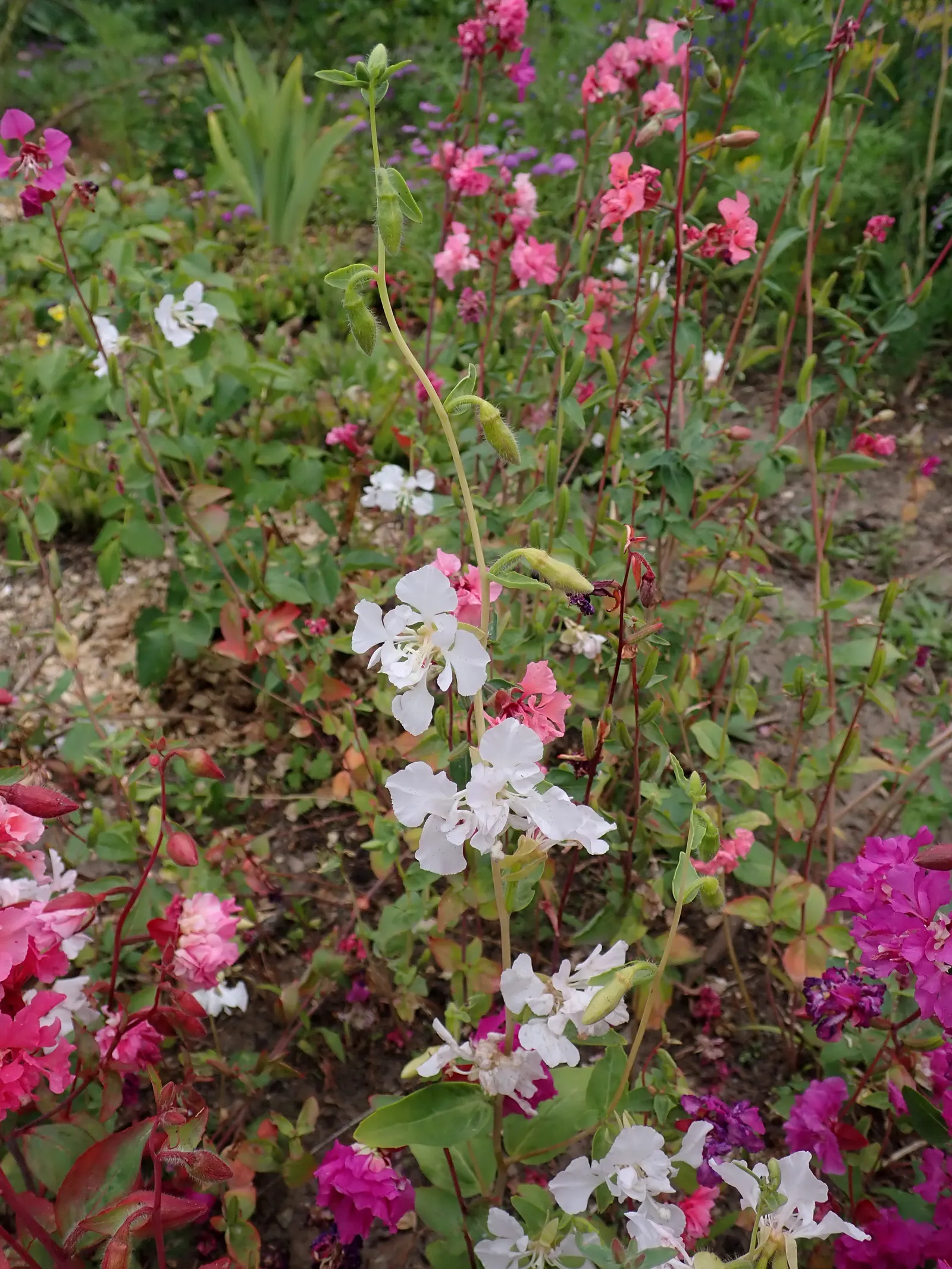 Mountain Garland, Clarkia (Clarkia Unguiculata) — Renowned for its stretched bloom period; ideal for creating a cottage garden effect
